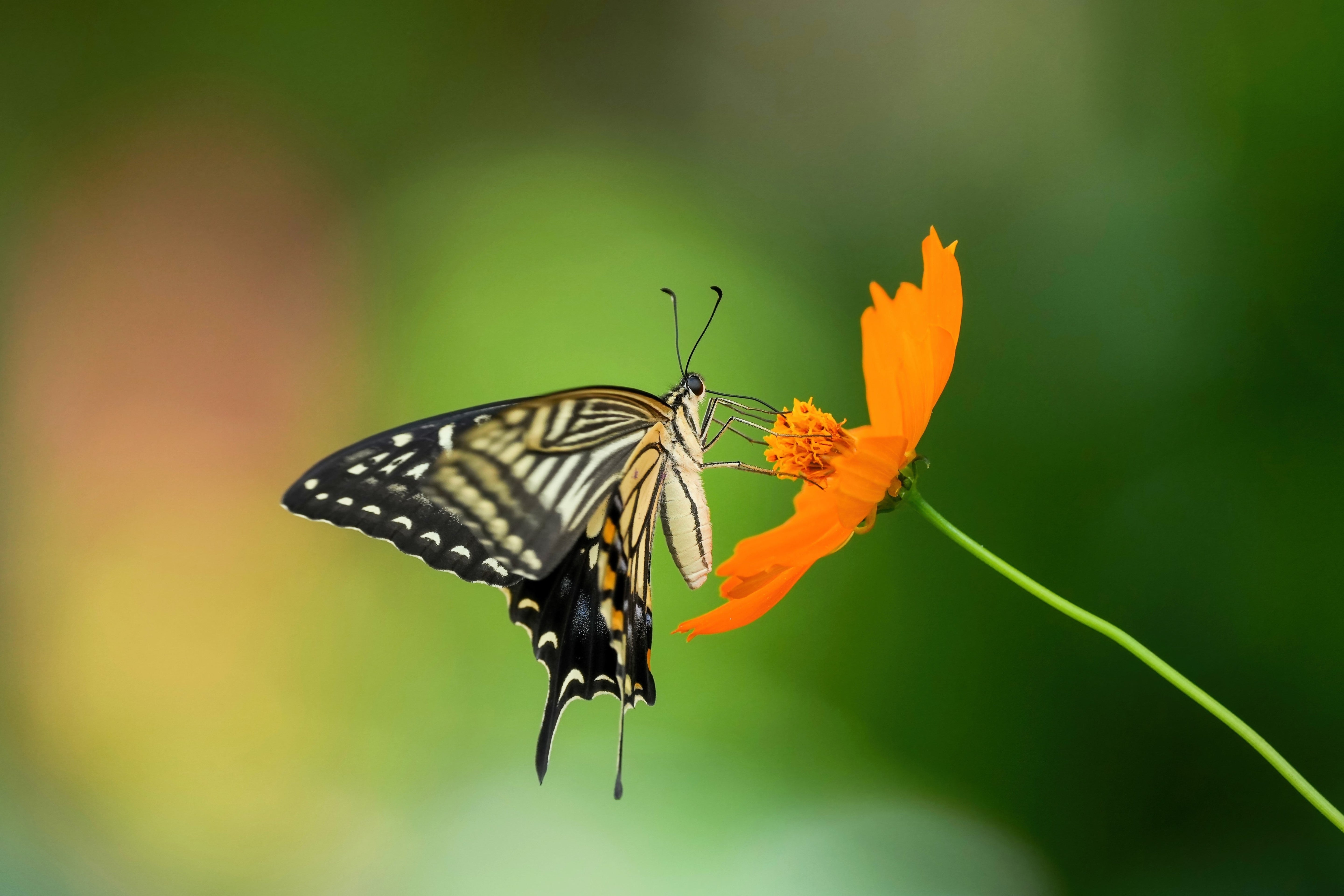 150 ORANGE SULPHUR COSMOS Klondike Sulphureus Seeds