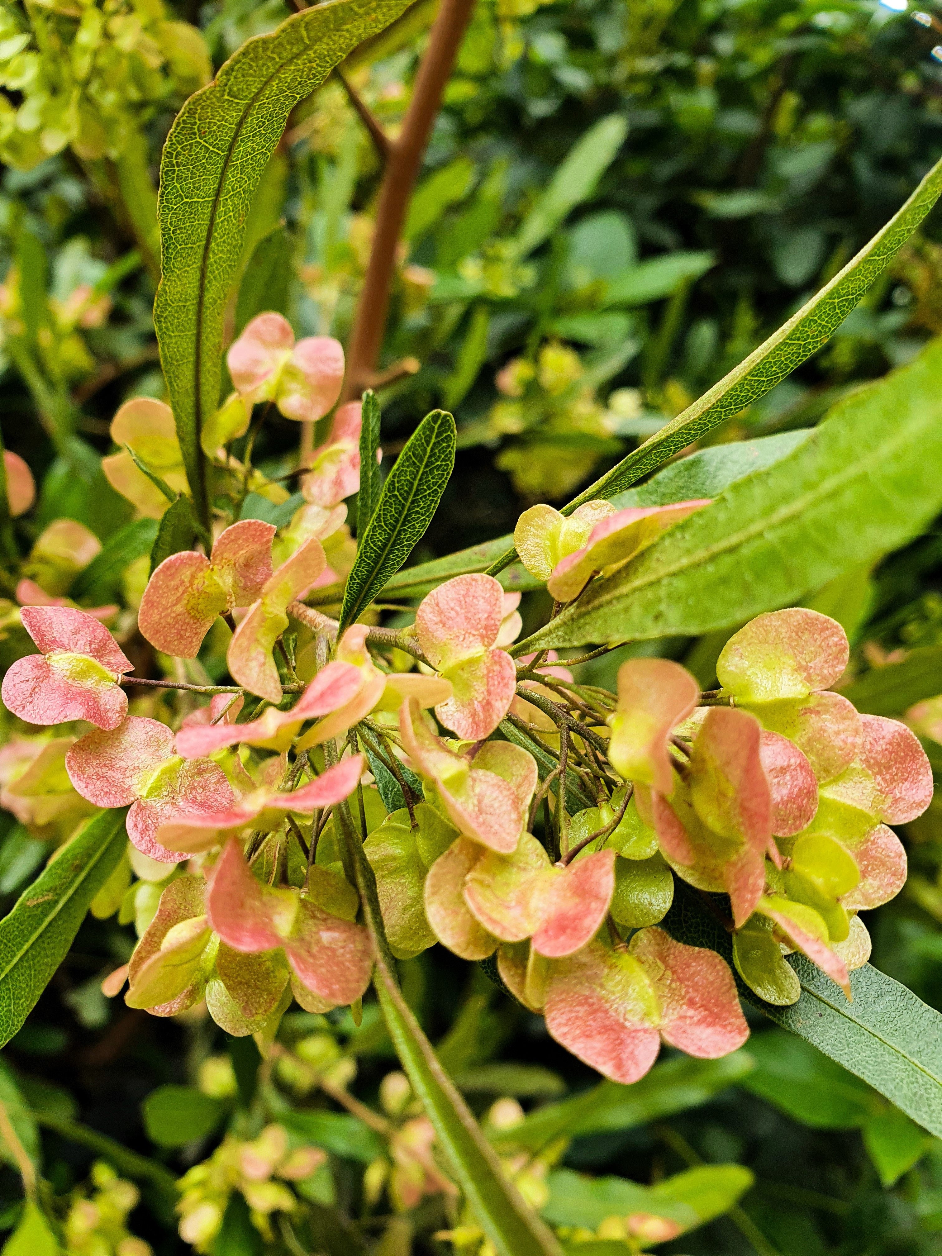 40 Mixed Colors FLORIDA HOPBUSH Dodonaea Viscosa Hawaiian Hopseed Flower Shrub Seeds
