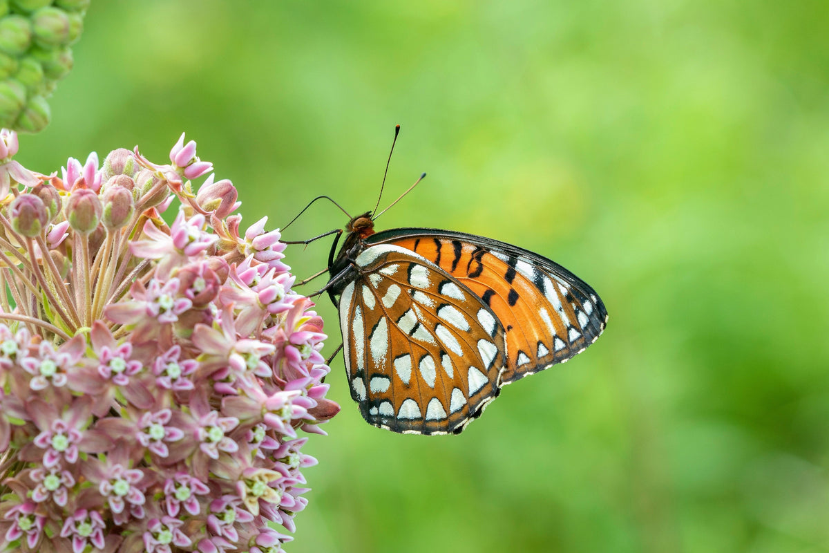 100 PINK MILKWEED Common Asclepias Syriaca Monarch Flower Seeds