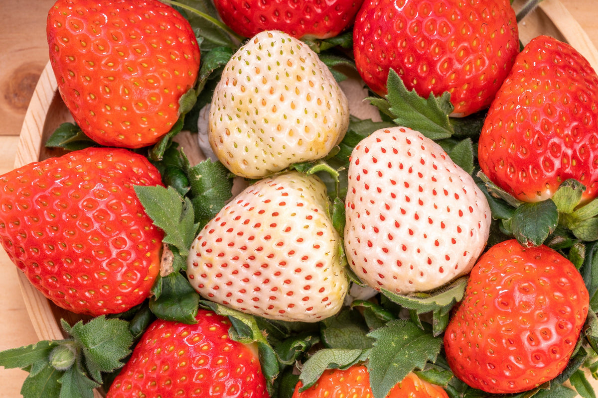 100 WHITE SOUL STRAWBERRY Fragaria Vesca Fruit Flower Berry Seeds