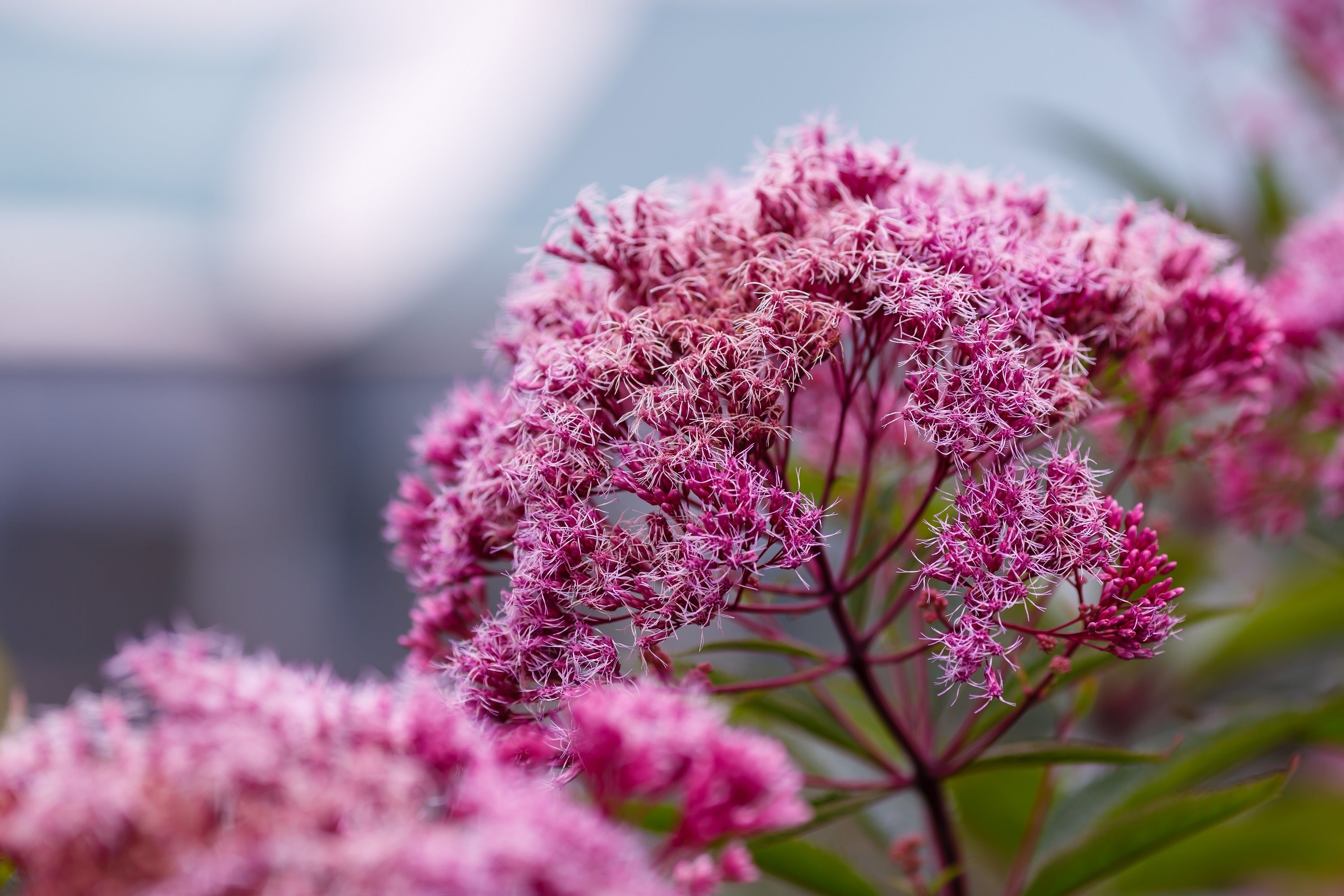 20 HEMP AGRIMONY Eupatorium Cannabinum Raspberries & Cream Flower Seeds