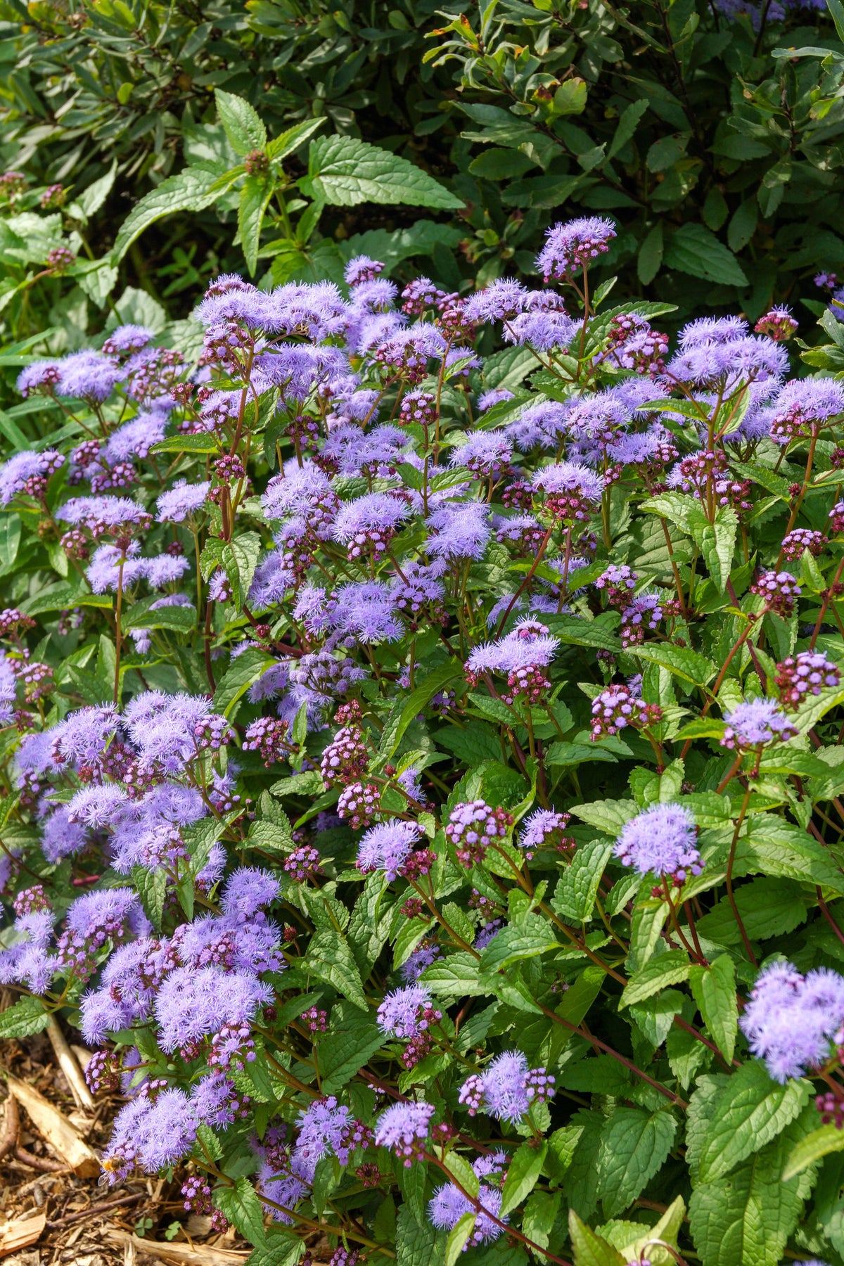 100 PURPLE MISTFLOWER (Hardy or Wild Ageratum) Eupatorium Coelestinum Blue Flower Seeds
