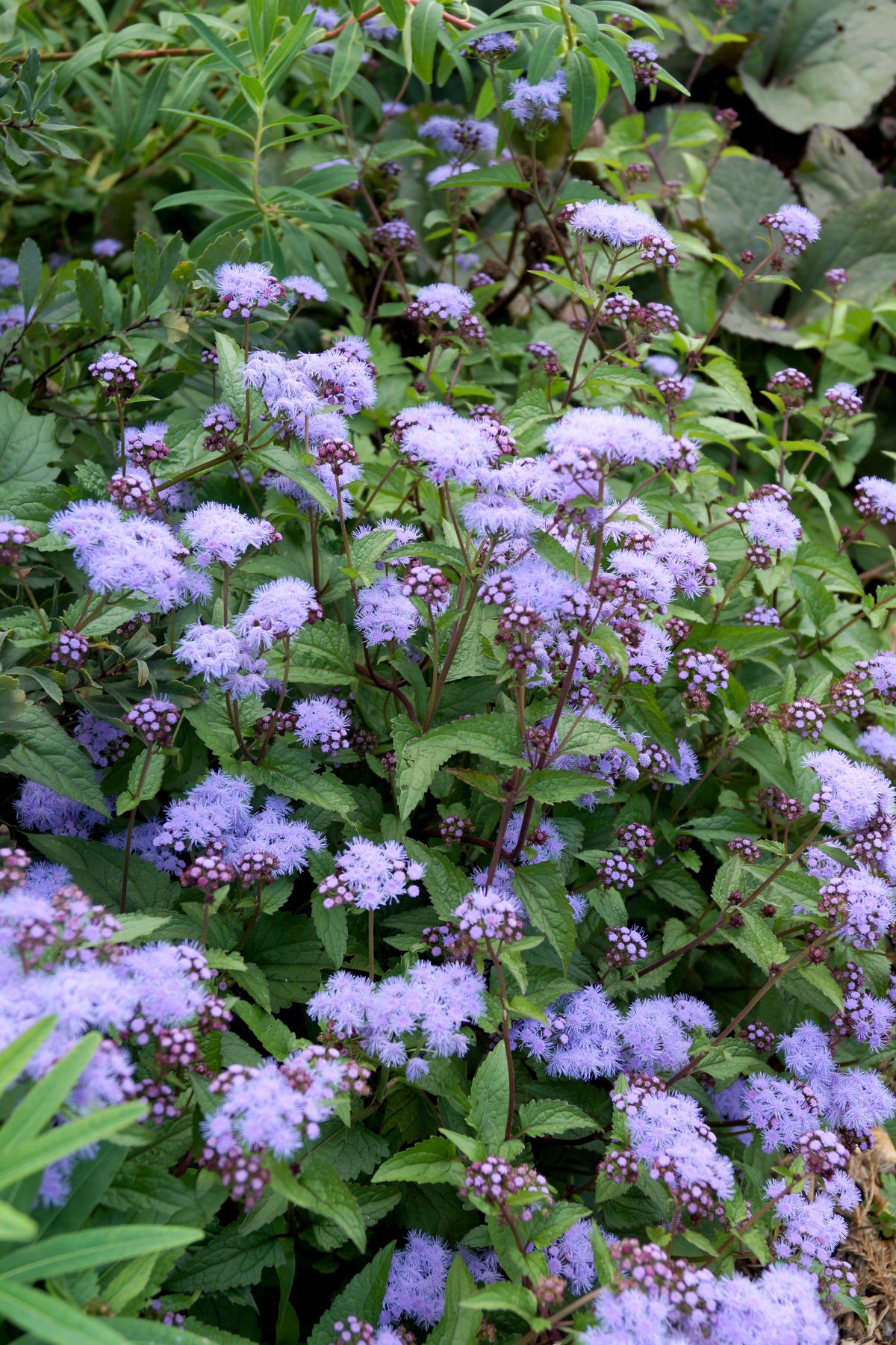 100 PURPLE MISTFLOWER (Hardy or Wild Ageratum) Eupatorium Coelestinum Blue Flower Seeds