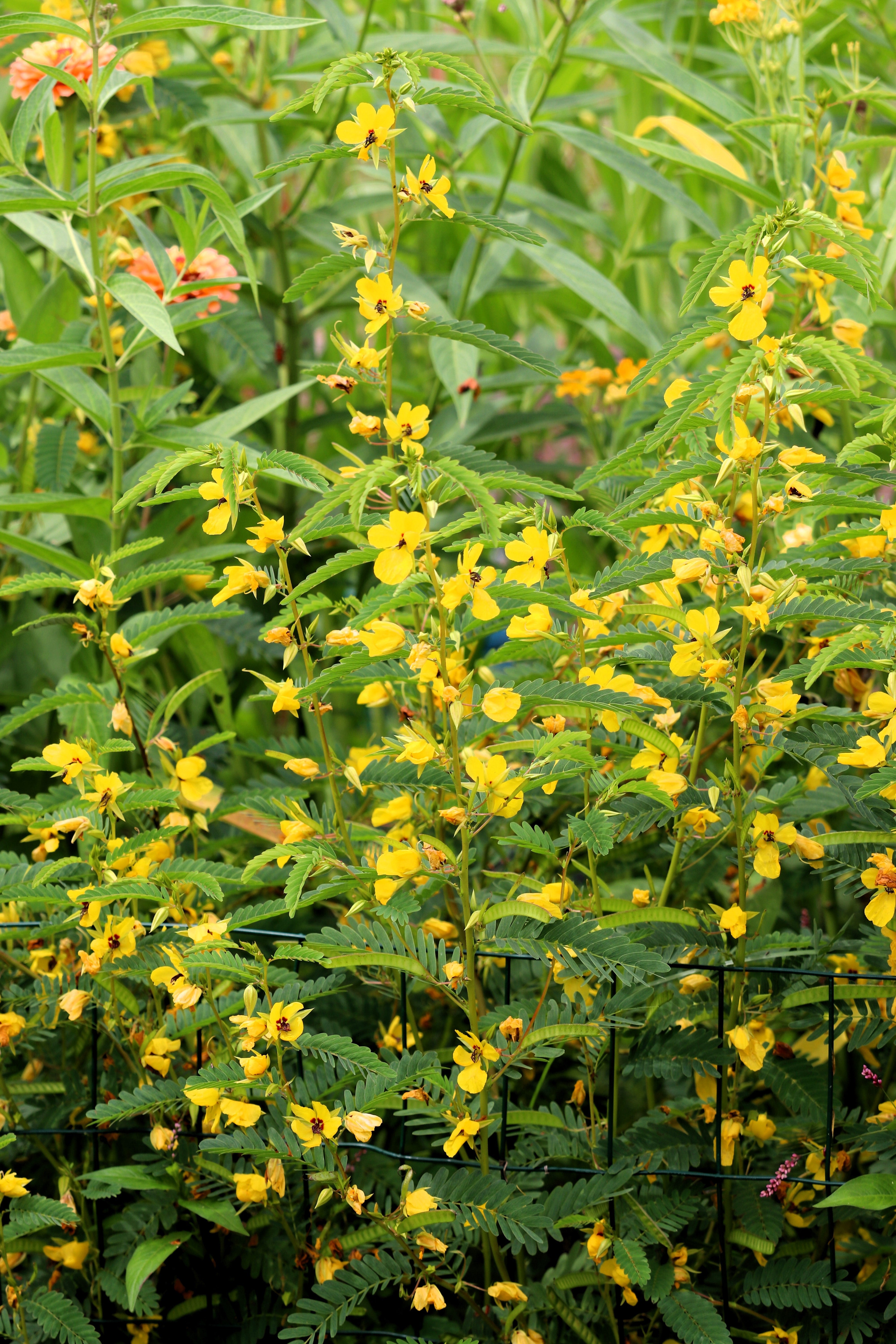 300 Yellow PARTRIDGE PEA (Sleeping Plant / Sensitive Pea) Chamaecrista Fasciculata Flower Seeds