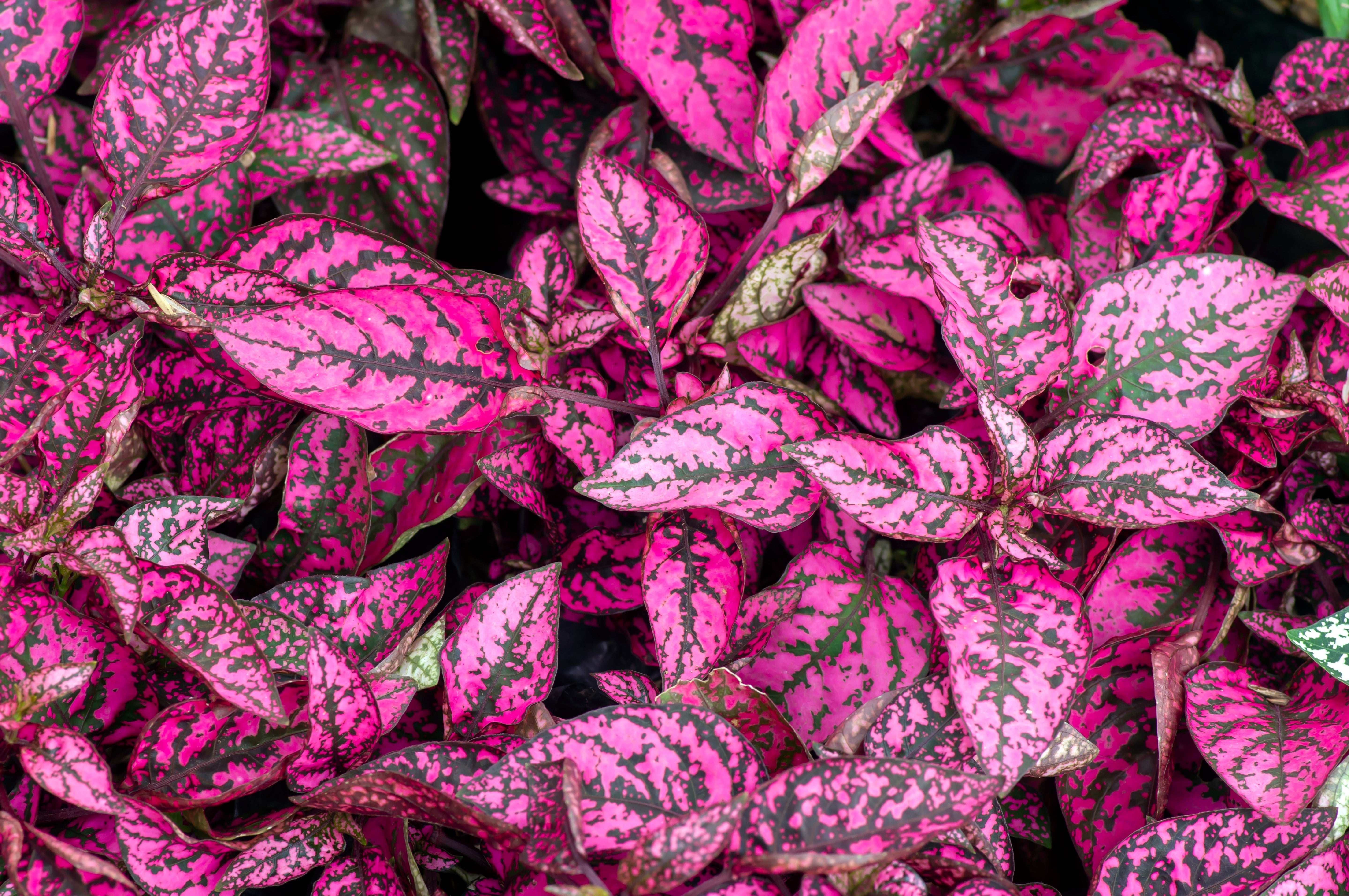 10 Dwarf ROSE Pink POLKA DOT PLANT Splash Select Hypoestes Phyllostachya Flower Houseplant Seeds