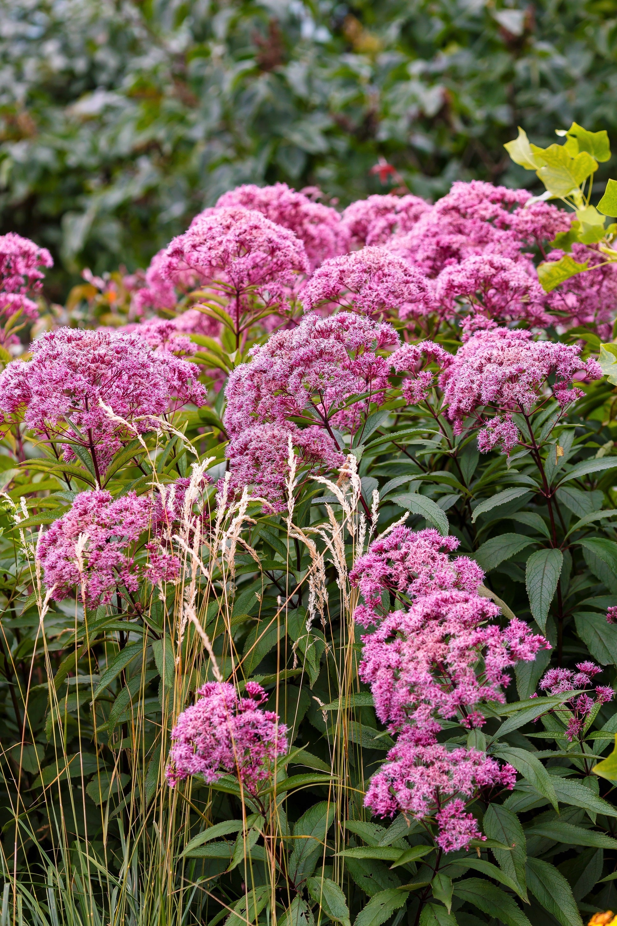 20 HEMP AGRIMONY Eupatorium Cannabinum Raspberries & Cream Flower Seeds