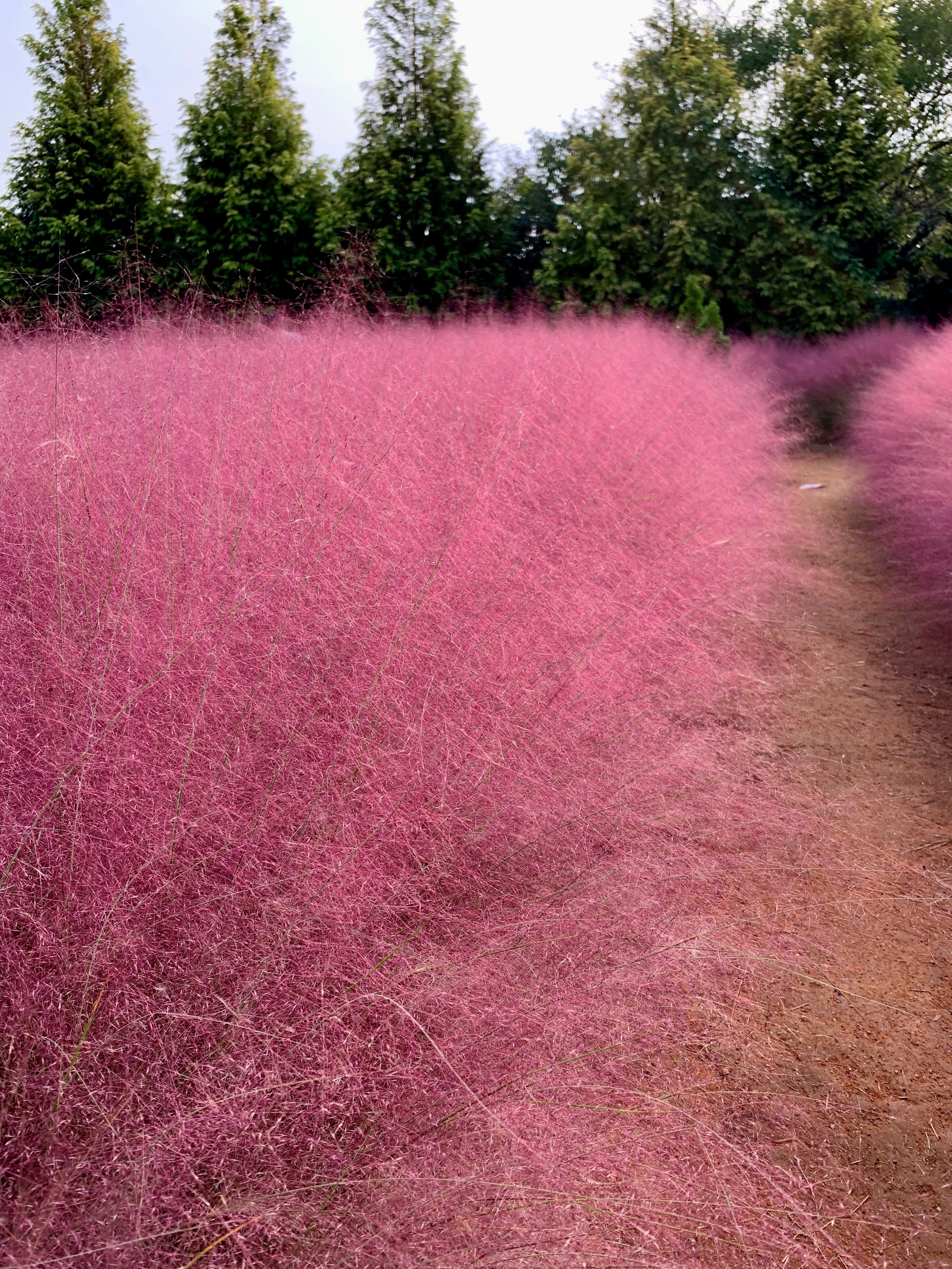 40 PINK MUHLY GRASS Cotton Candy Grass Muhlenbergia Capillaris Native Seeds