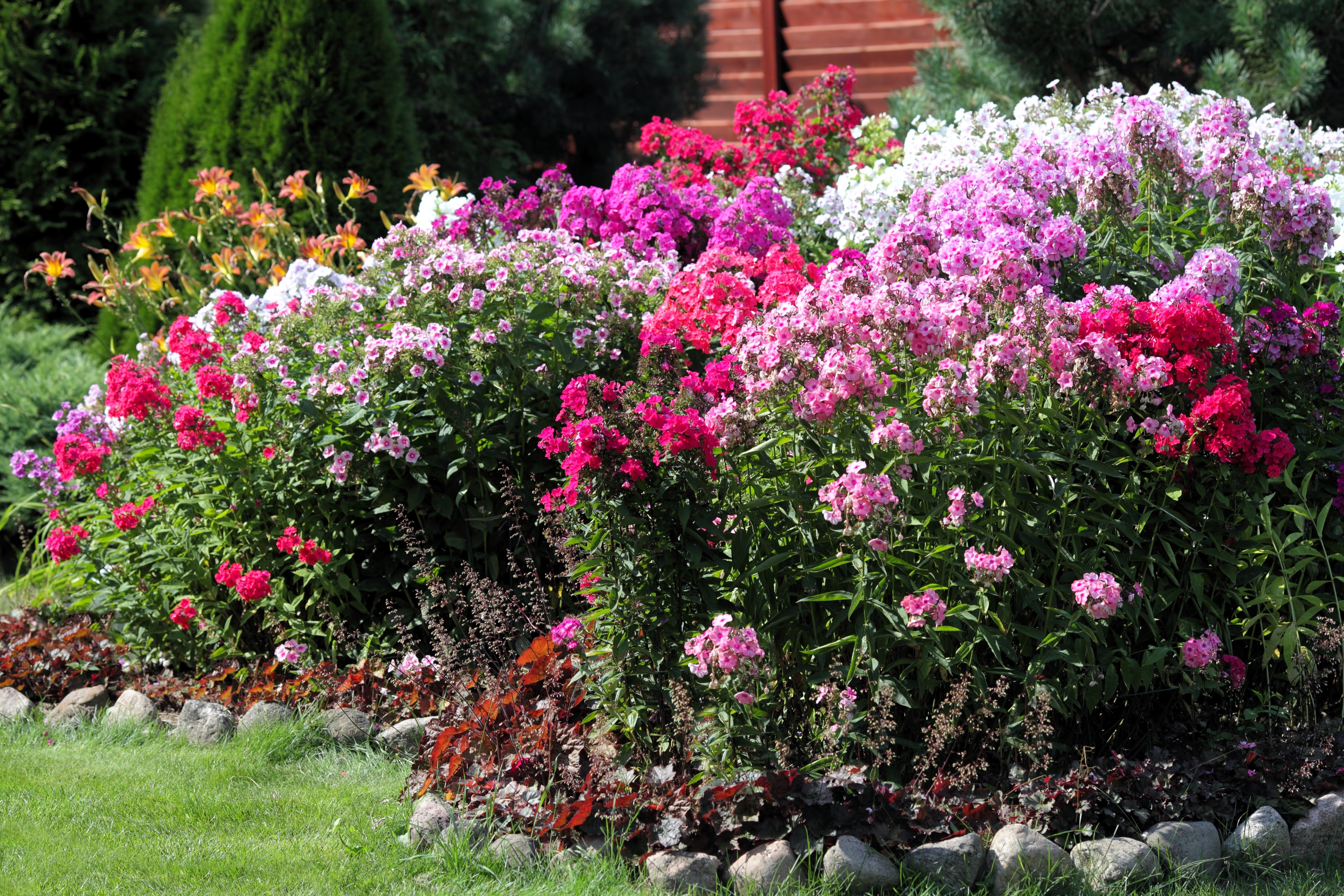 10 TALL GARDEN PHLOX Paniculata Mixed Colors 'New Hybrids Mix' Flower Seeds