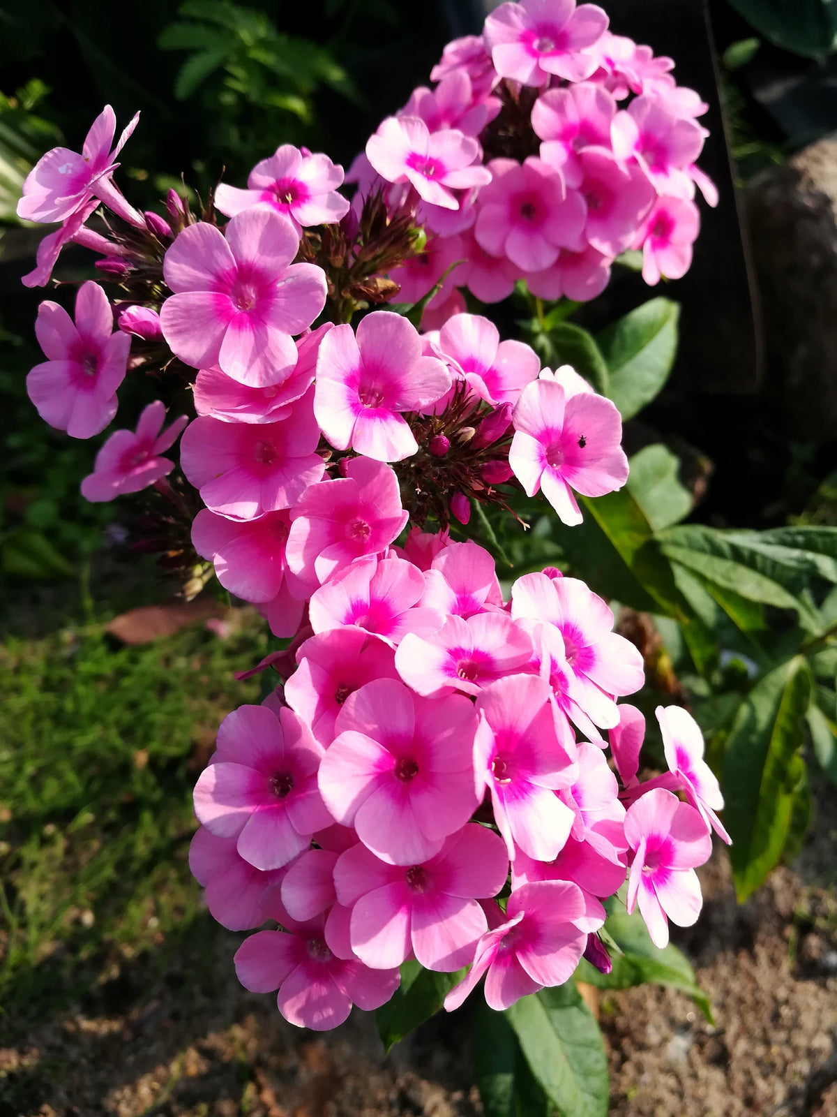 100 PINK DRUMMOND PHLOX Phlox Drummondii Flower Seeds