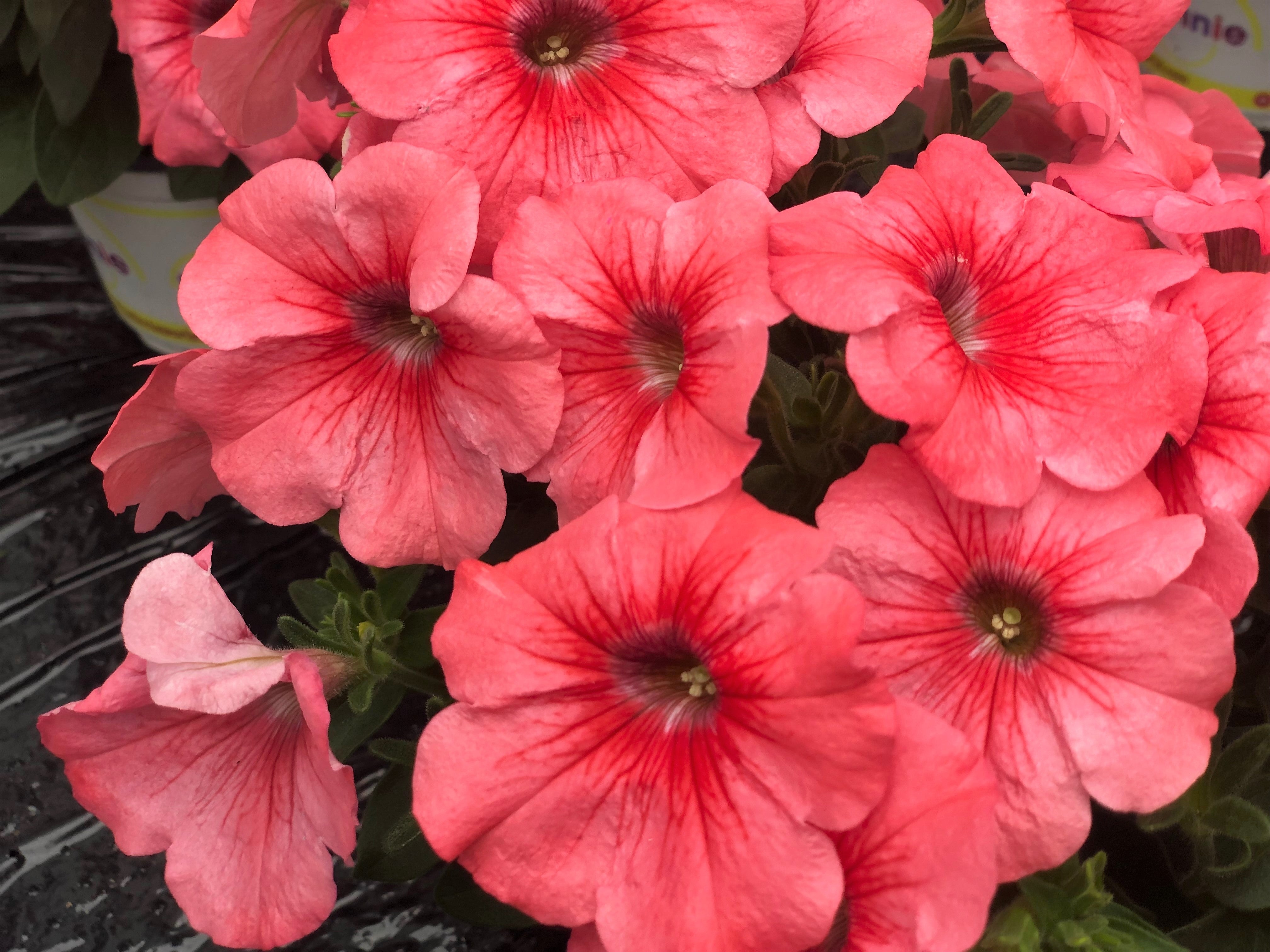 25 SALMON PETUNIA Grandiflora Flower Seeds