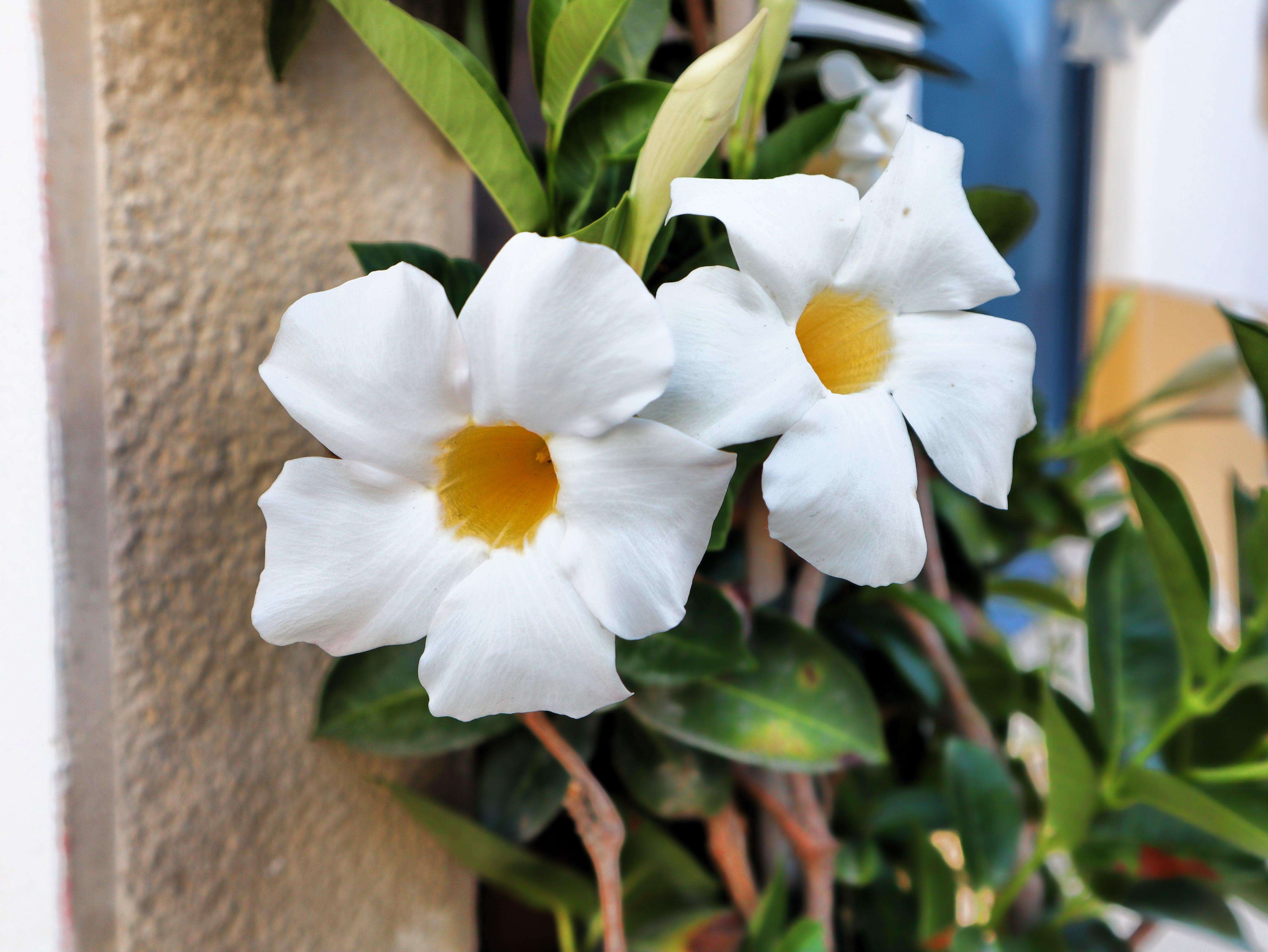 5 CHILEAN JASMINE / MANDEVILLA Laxa White Fragrant Flower Vine Seeds