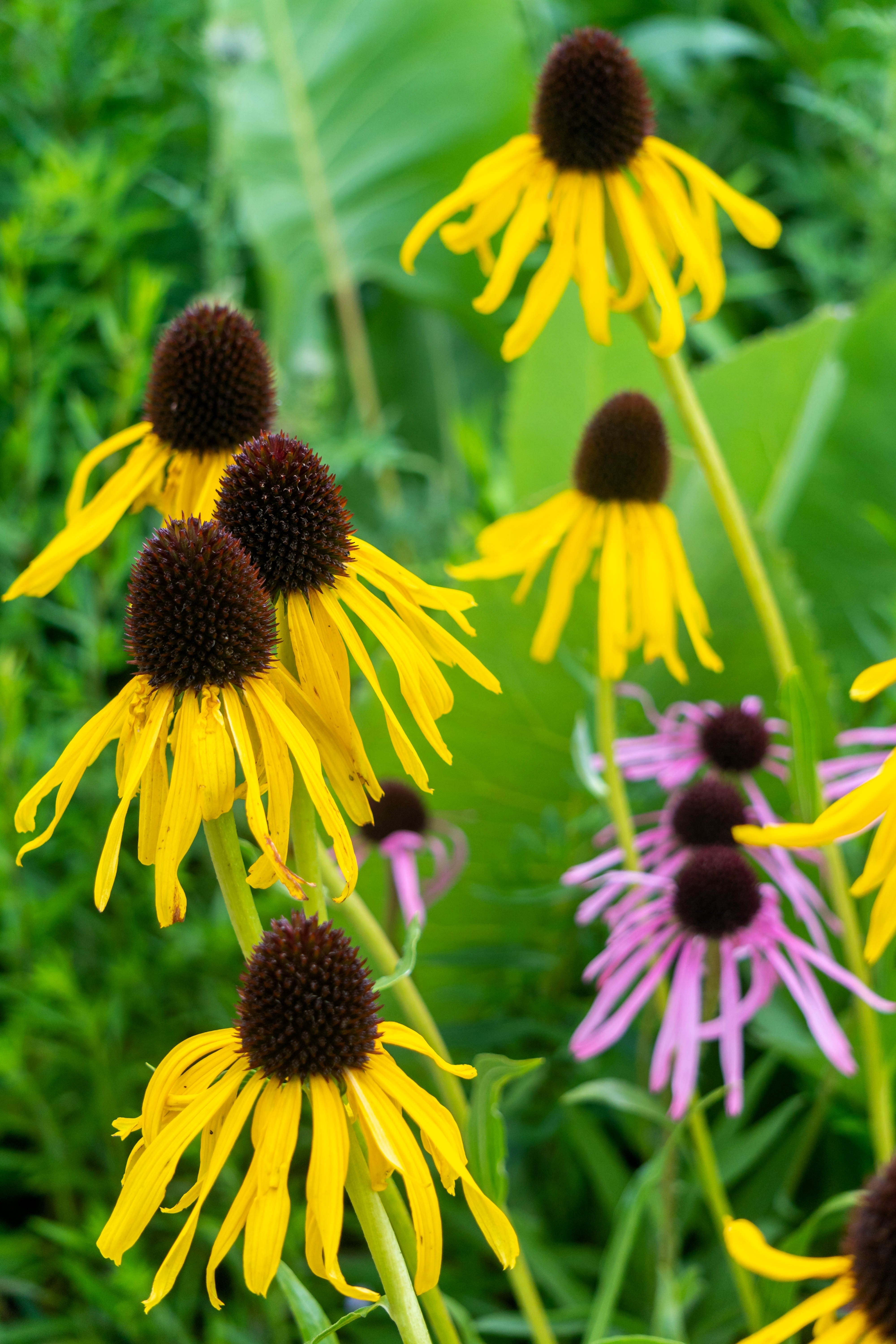 100 YELLOW CONEFLOWER Ratibida Pinnata Flower Seeds