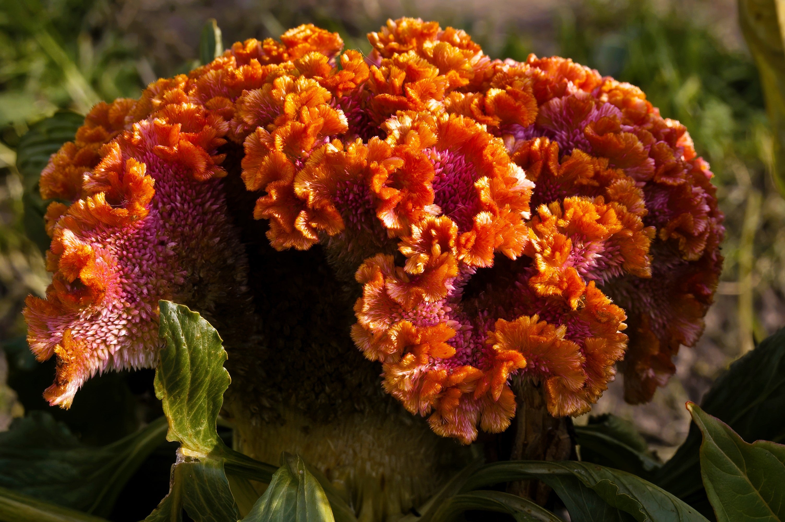 100 CORAL GARDENS Mix CELOSIA Cockscomb Celosia Argentea Cristata Flower Seeds