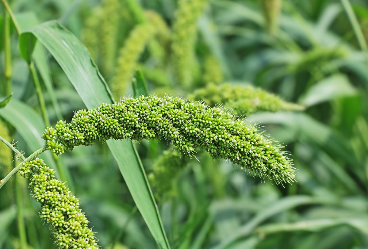 50 LIMELIGHT SPRAY MILLET Light Lime Green Flower Setaria Italica Grass Seeds