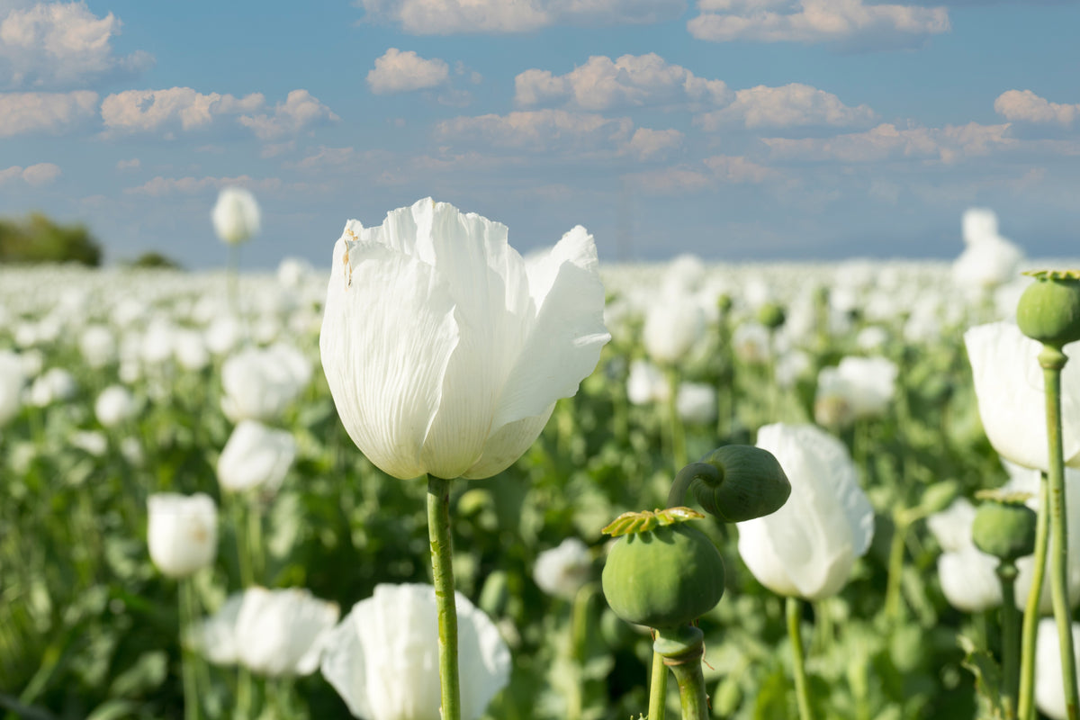 250 PERSIAN WHITE POPPY Papaver Somniferum Flower Seeds