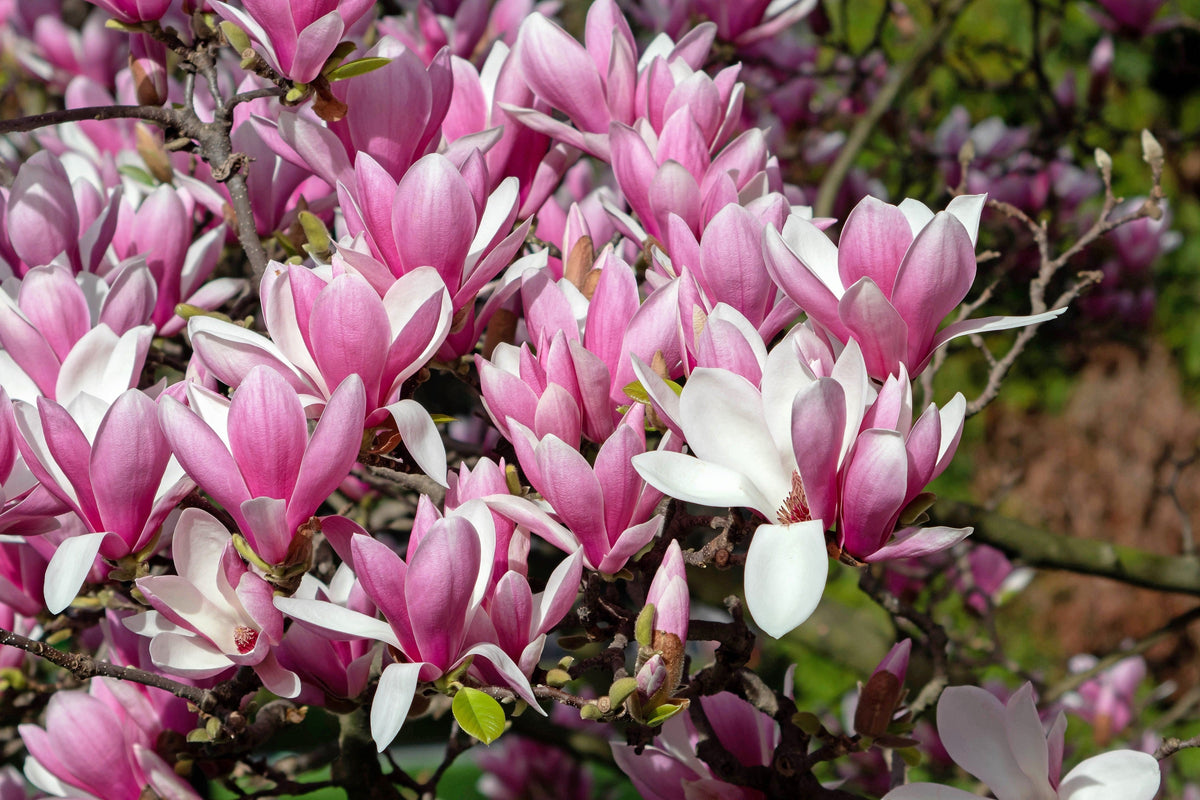 5 LILY MAGNOLIA Flower TREE Pink & Purple Fragrant Tulip Magnol Liliiflora Seeds