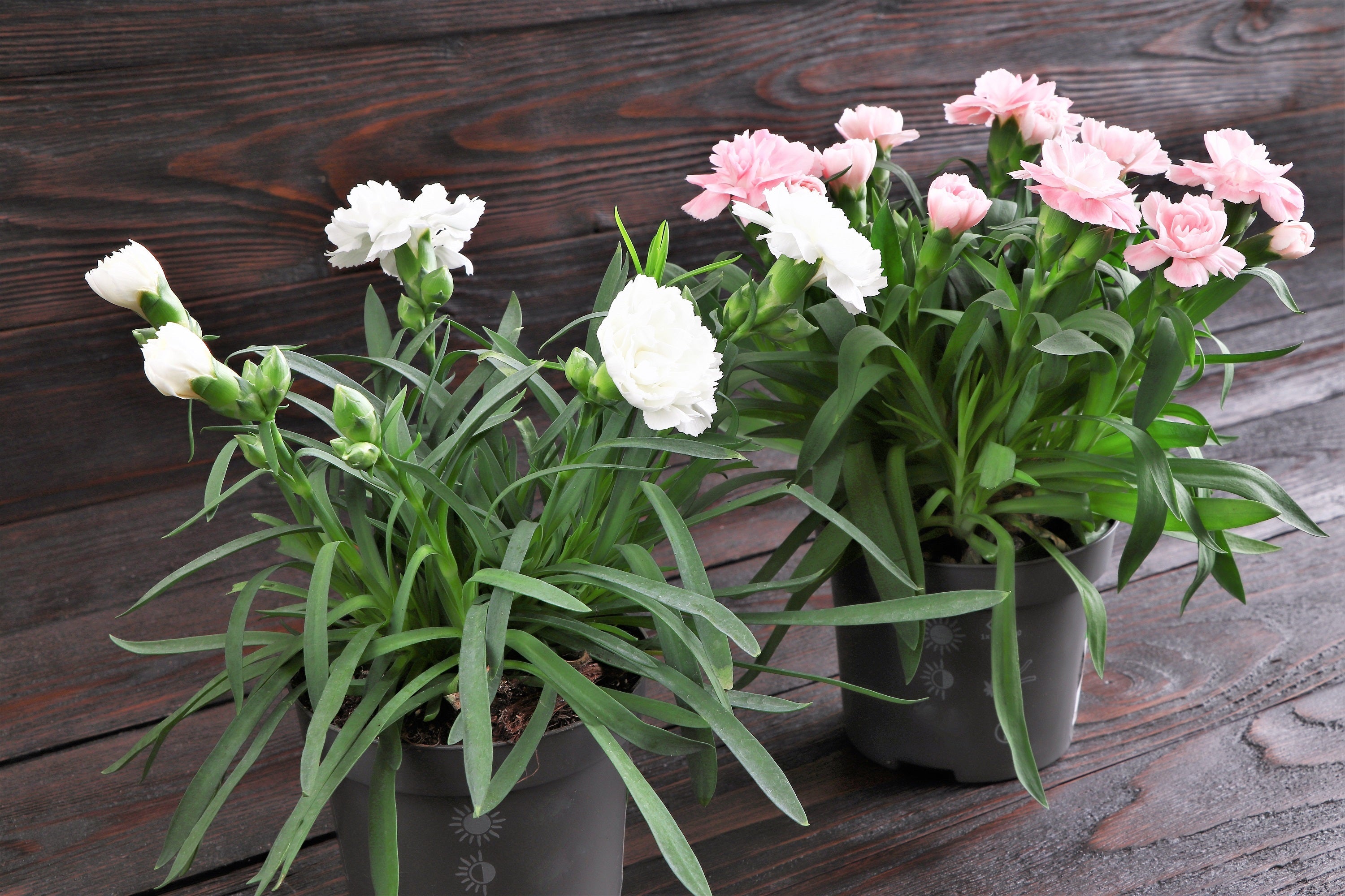 50 WHITE CARNATION Dianthus Caryophyllus Grenadin Flower Seeds