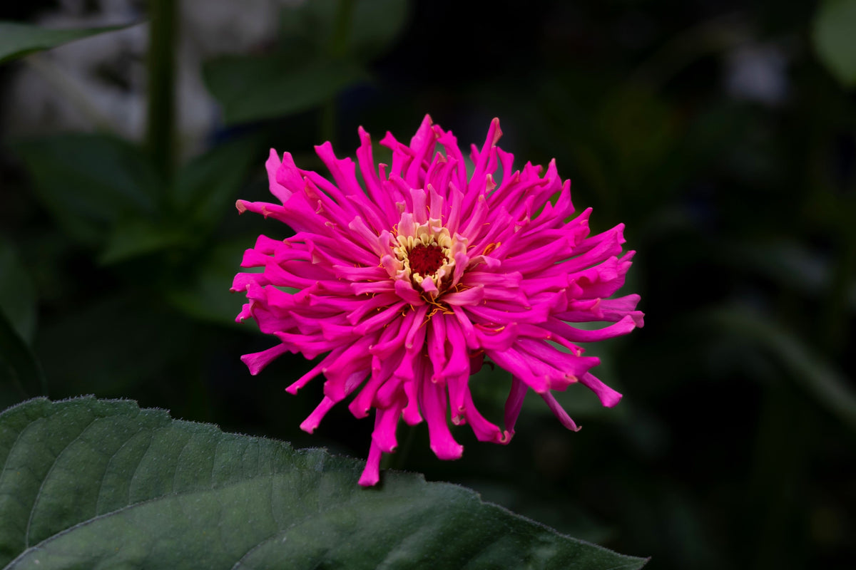 300 Burpeeana Giant Mix CACTUS FLOWERED ZINNIA Elegans Flower Seeds