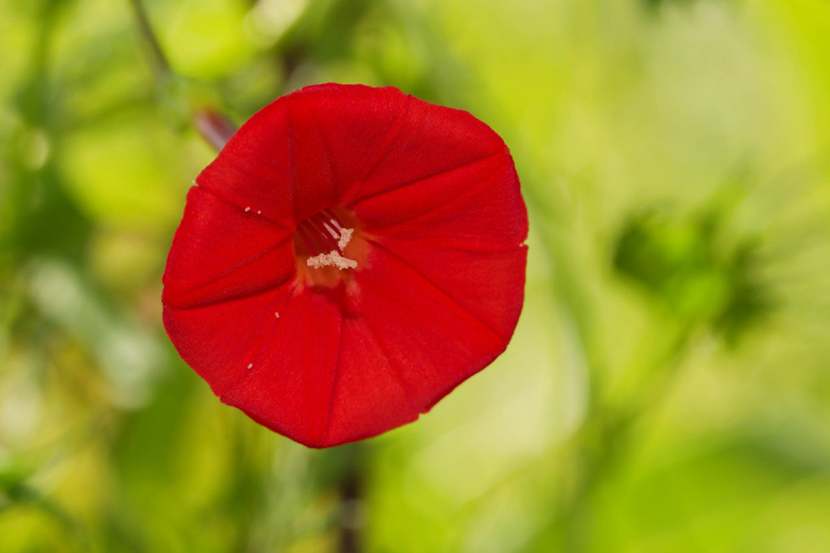 30 CARDINAL CLIMBER VINE Ipomea Quamoclit Red Flower Seeds