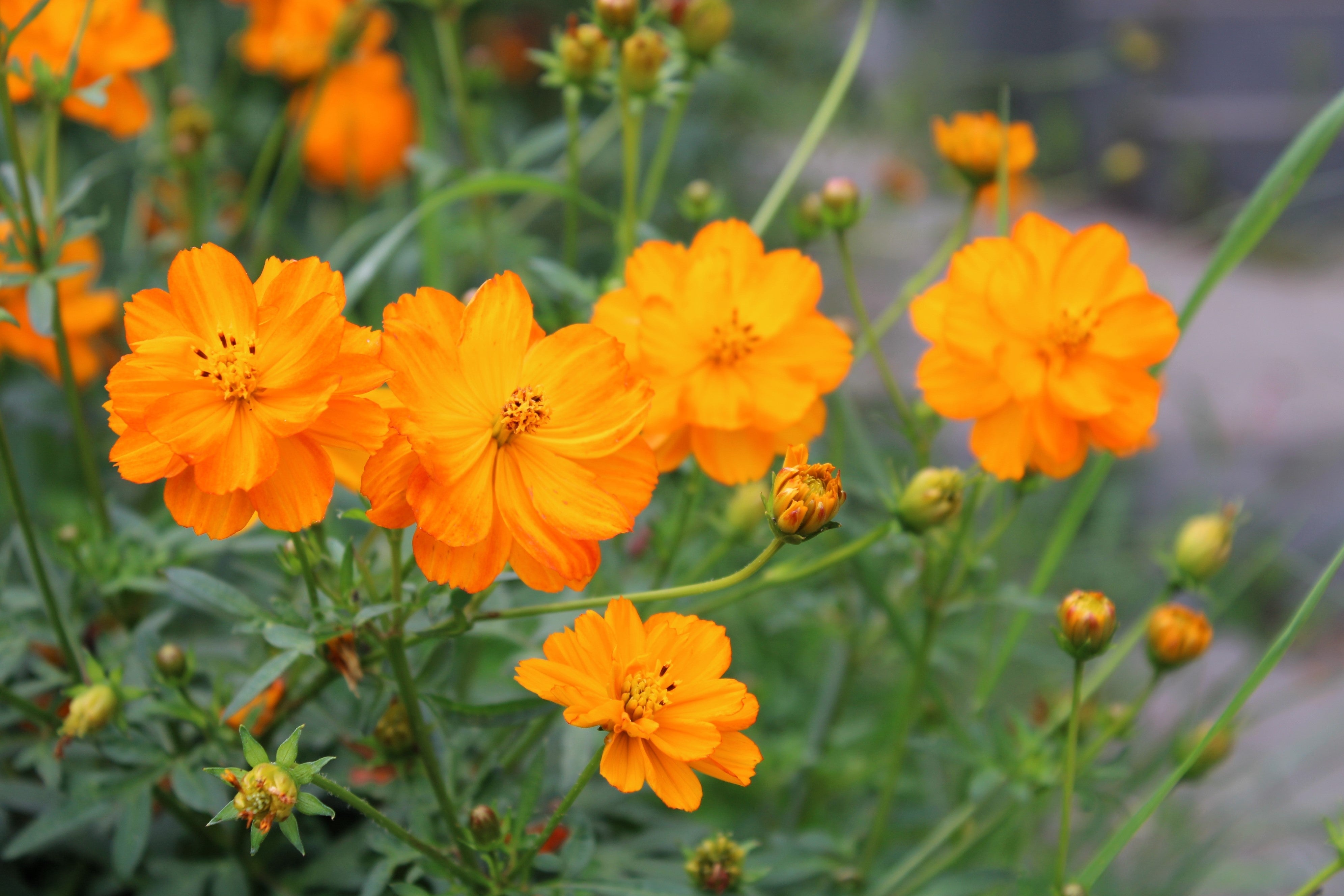 150 ORANGE SULPHUR COSMOS Klondike Sulphureus Seeds