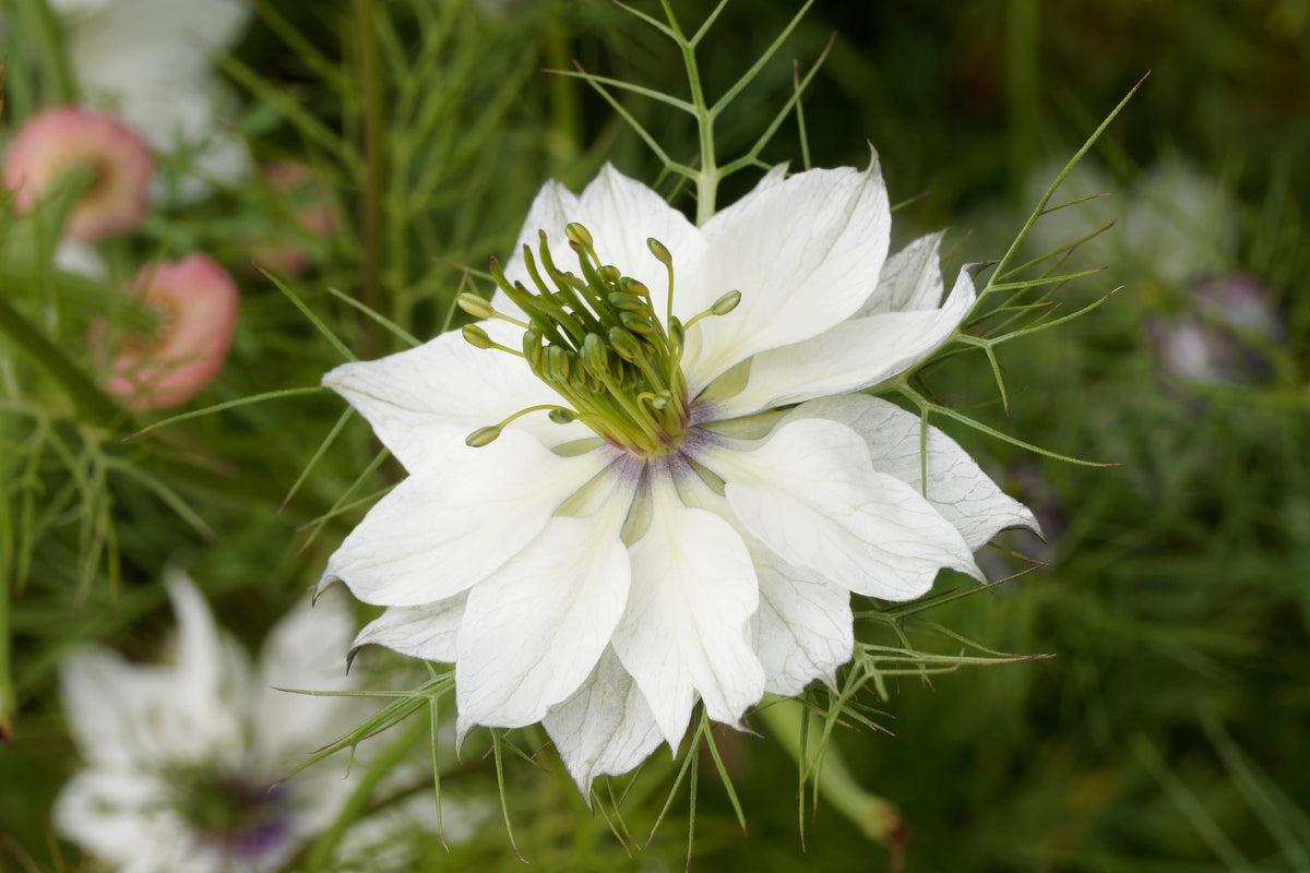 500 White LOVE IN A MIST ( Fennel Flower ) Nigella Damascena Flower Seeds