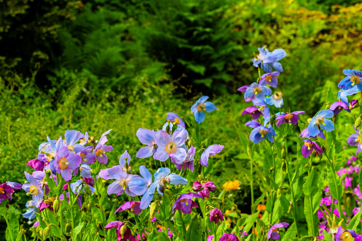 10 VIOLET HIMALAYAN POPPY Meconopsis Betonicifolia Purple Hensol Flower Seeds