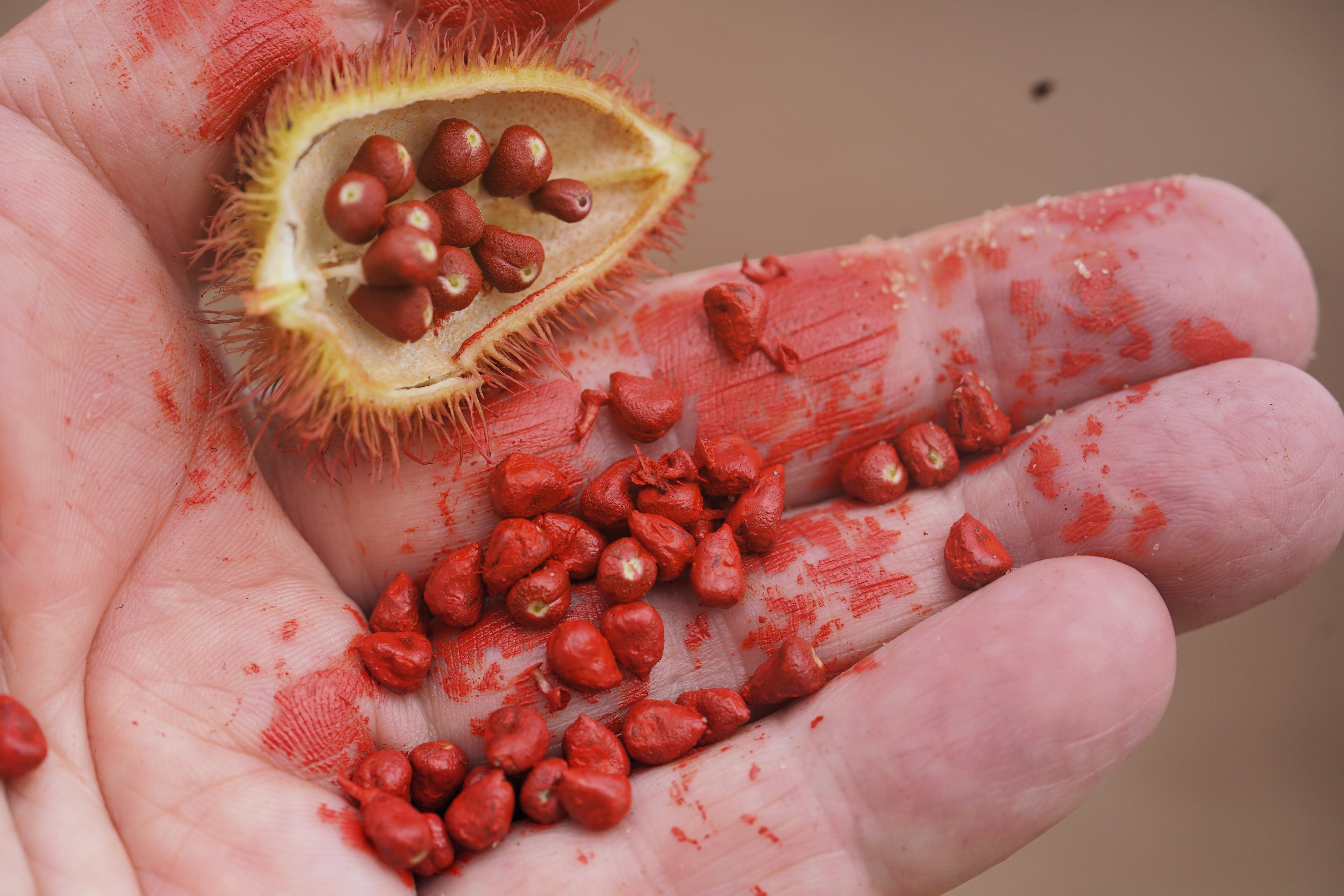 100 ANNATTO TREE Lipstick Plant Bixa Orellana Seeds