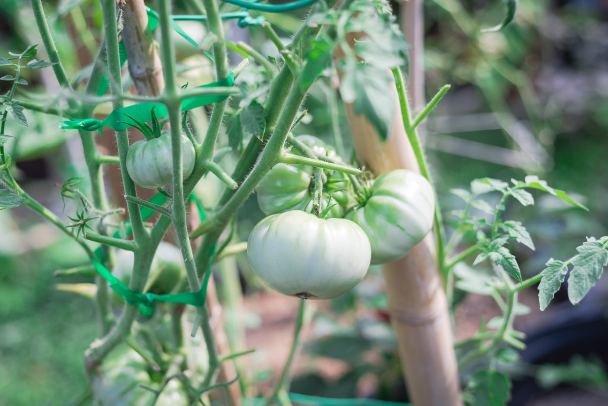 50 WHITE Wonder BEEFSTEAK TOMATO Lycopersicon 1 - 2 lb Fruit Vegetable Seeds