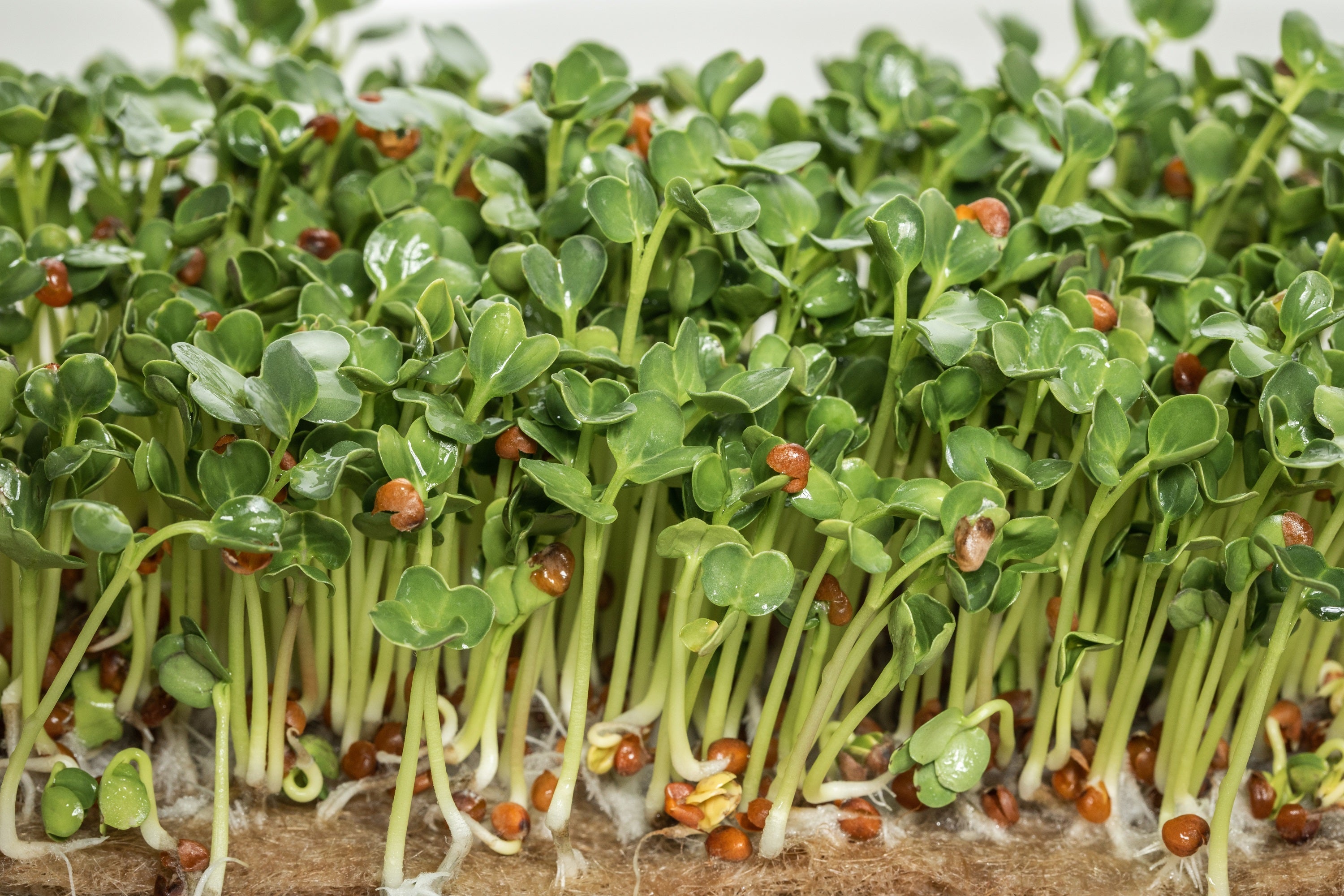 1000 BROWN MUSTARD Brassica Juncea Vegetable Herb Seeds