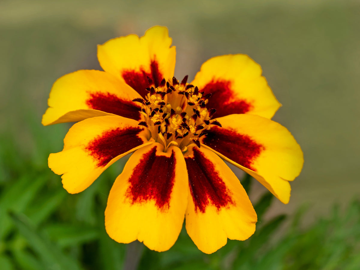 400 Dainty MARIETTA FRENCH MARIGOLD Tagetes Patula Red & Yellow Flower Seeds