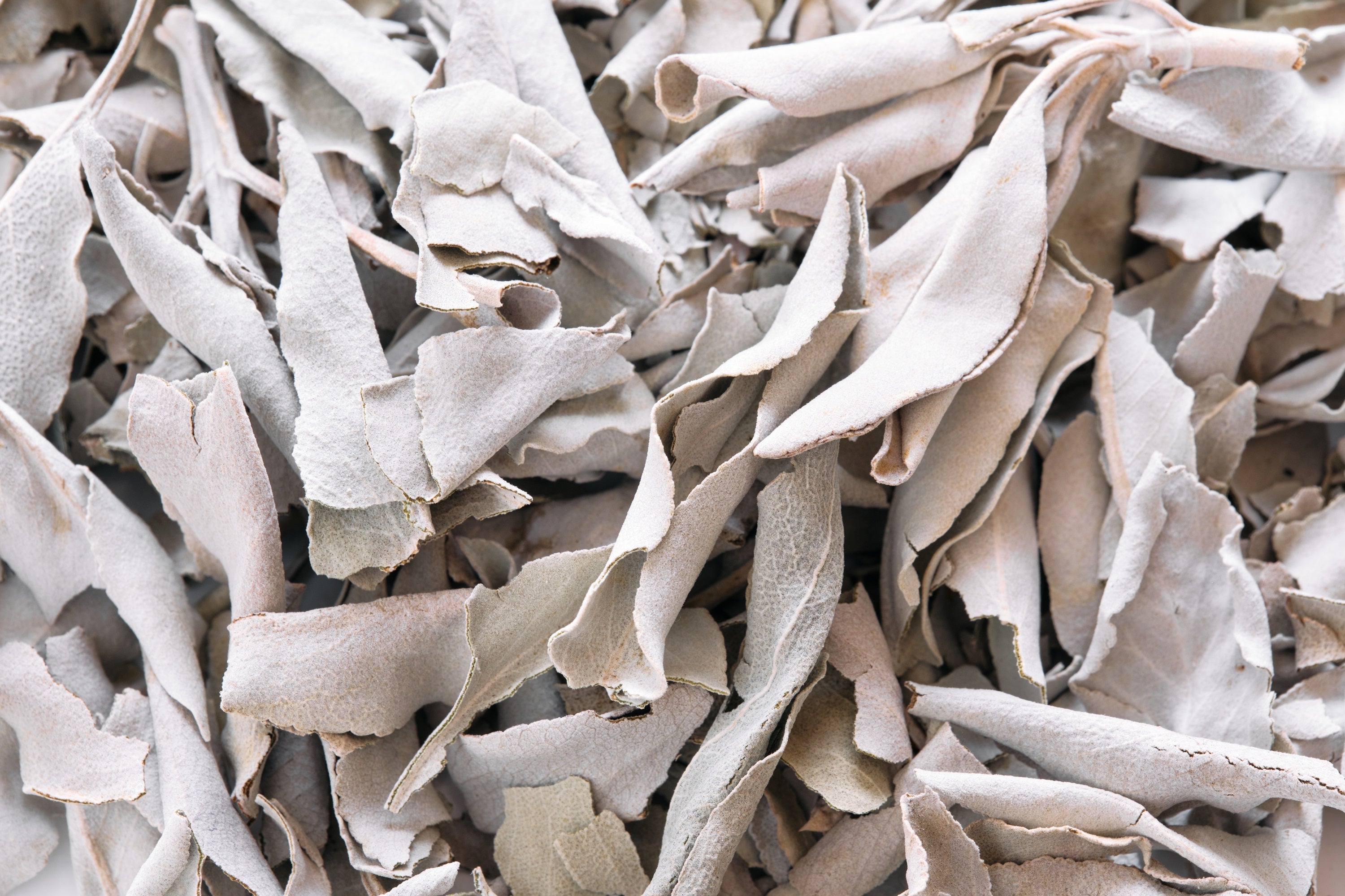 75 Sacred California WHITE SAGE Salvia Apiana Shrub Silver Folliage Native Smudge Seeds