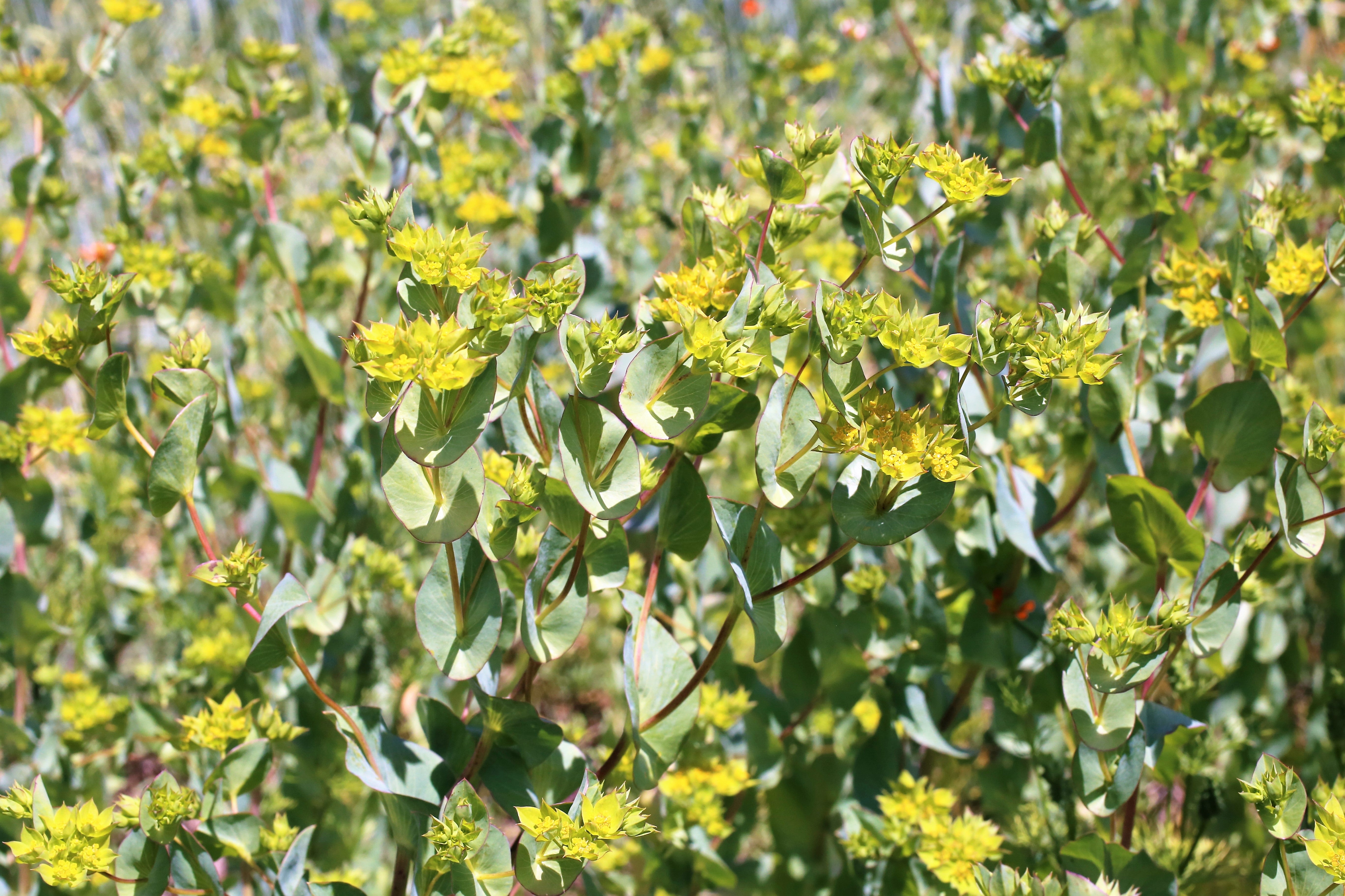 100 GREEN GOLD BUPLEURUM Griffithii Rotundifolium Hares Ear Thoroughwax Flower Seeds