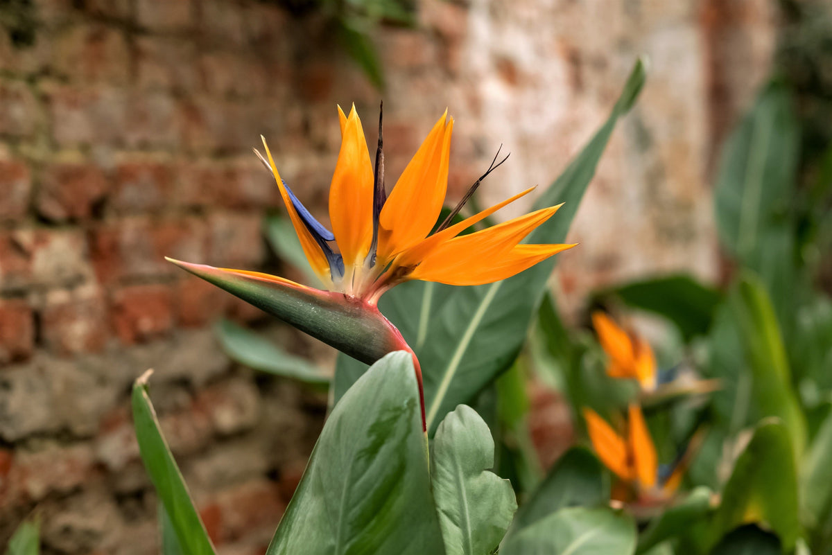 5 TROPICAL BIRD OF PARADISE Strelitzia Reginae Crane Flower Houseplant Seeds