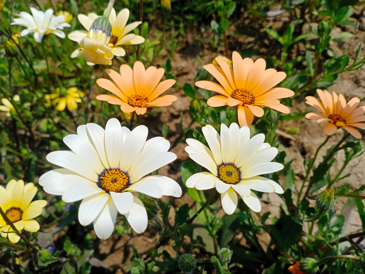 1000 MIXED AFRICAN DAISY ( Cape Marigold / Sun Marigold ) Dimorphotheca Sinuata Flower Seeds