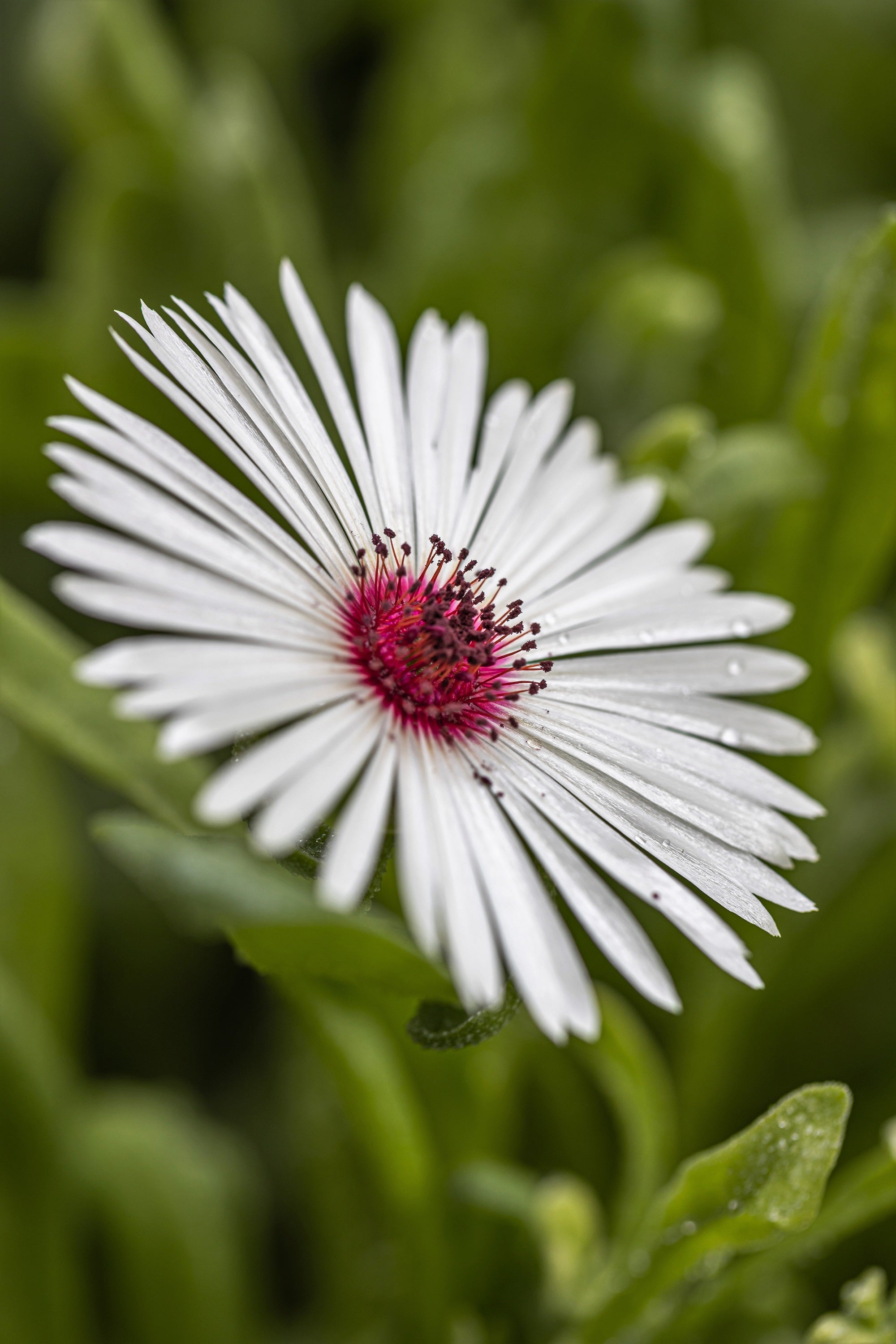 100 Gelato WHITE ICE PLANT Mesembryanthemum Livingstone Daisy Flower Seeds