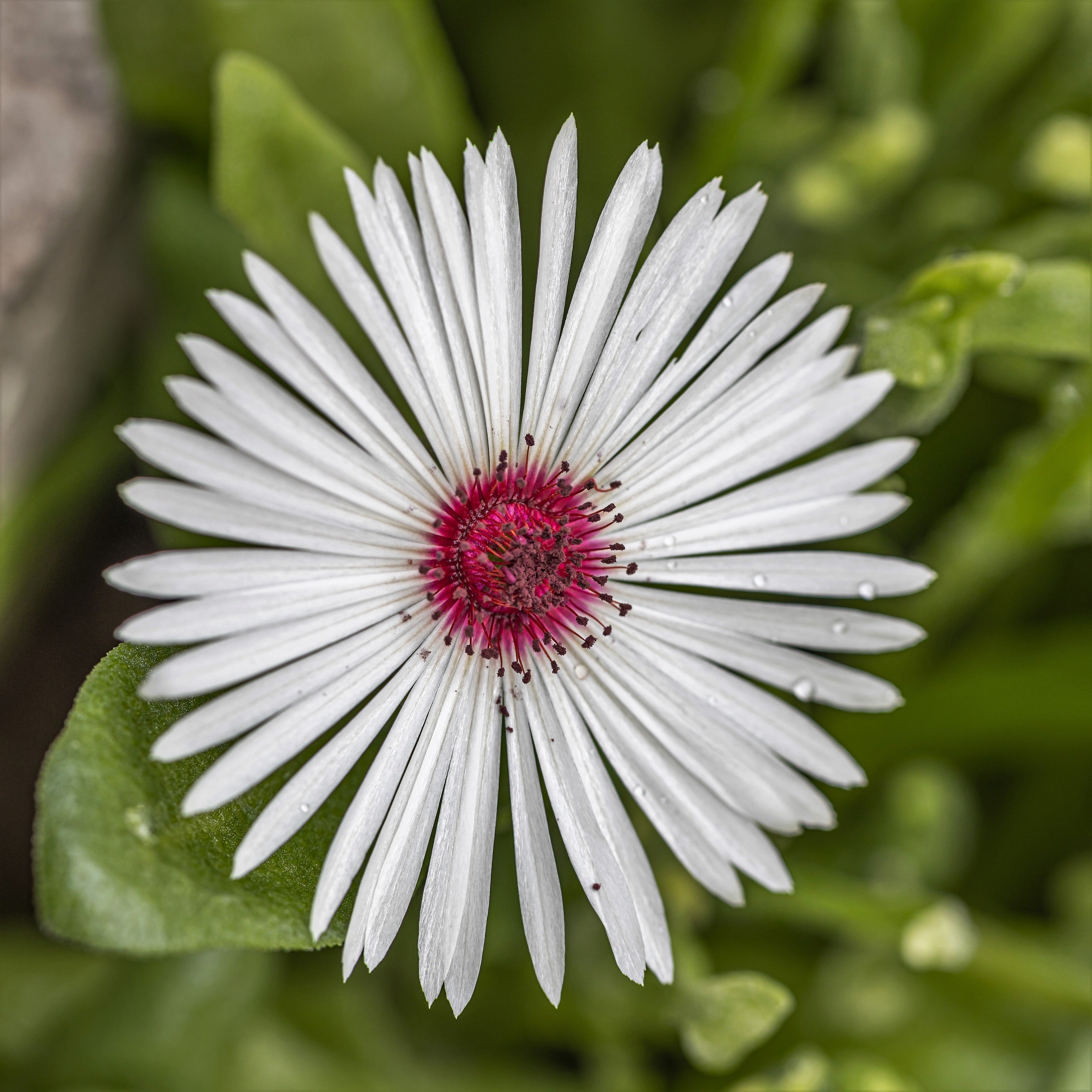 100 Gelato WHITE ICE PLANT Mesembryanthemum Livingstone Daisy Flower Seeds