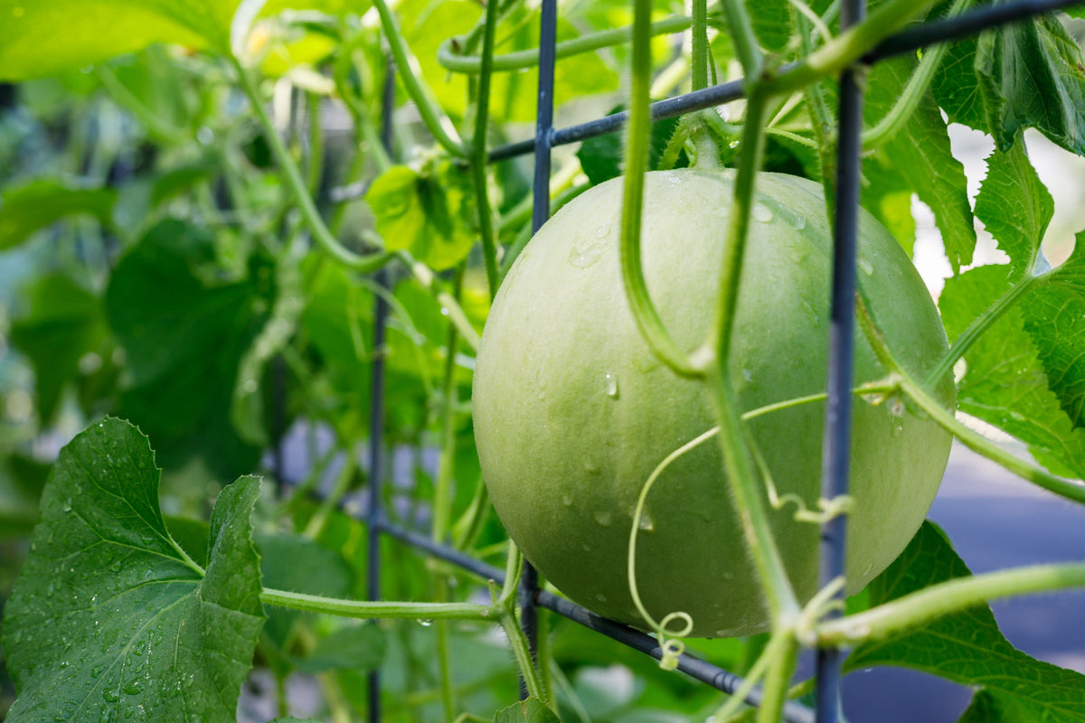 150 HONEYDEW GREEN FLESH Cucumis Melo Inodorus Melon Fruit Seeds