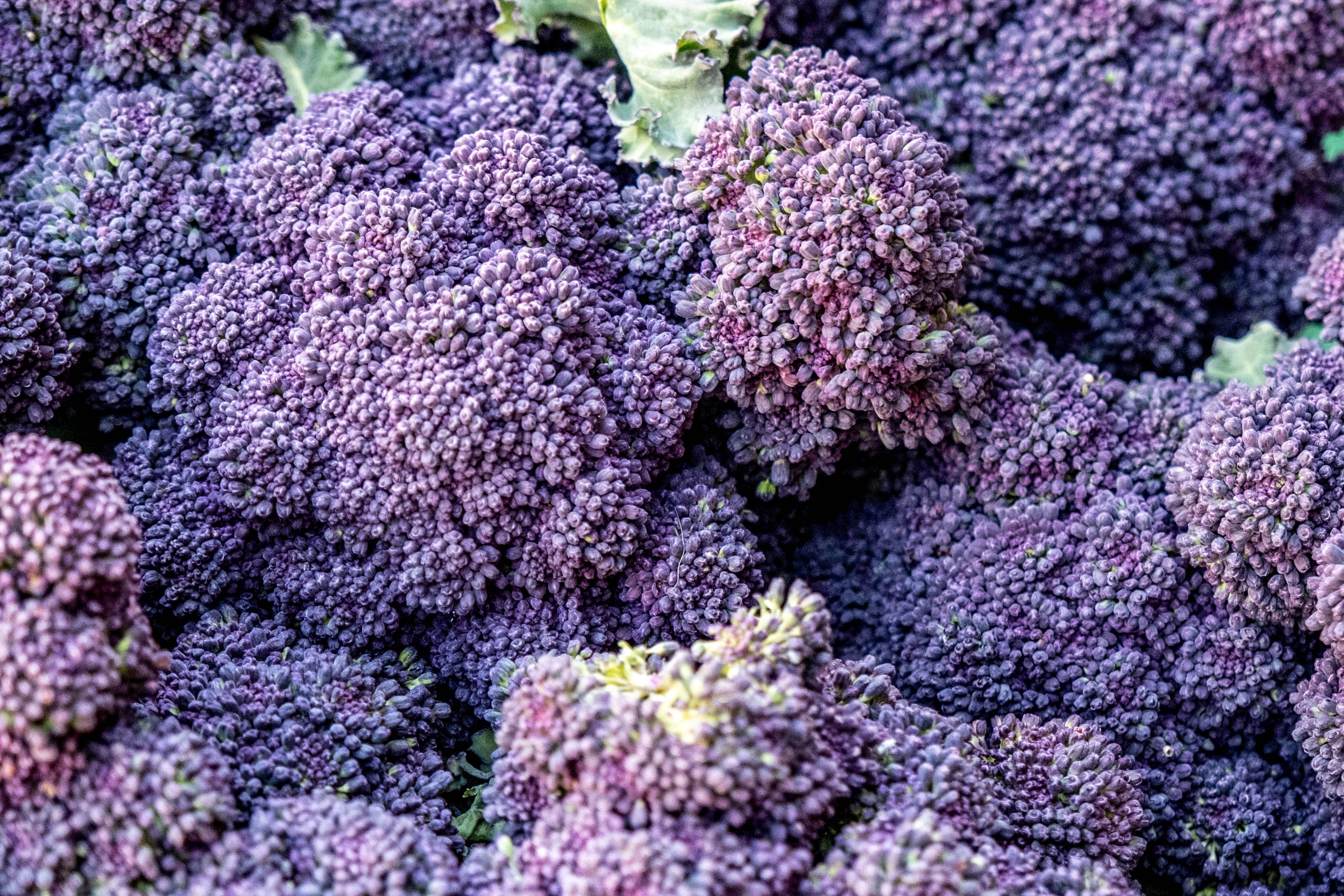 200 PURPLE SPROUTING BROCCOLI Brassica Oleracea Vegetable Seeds