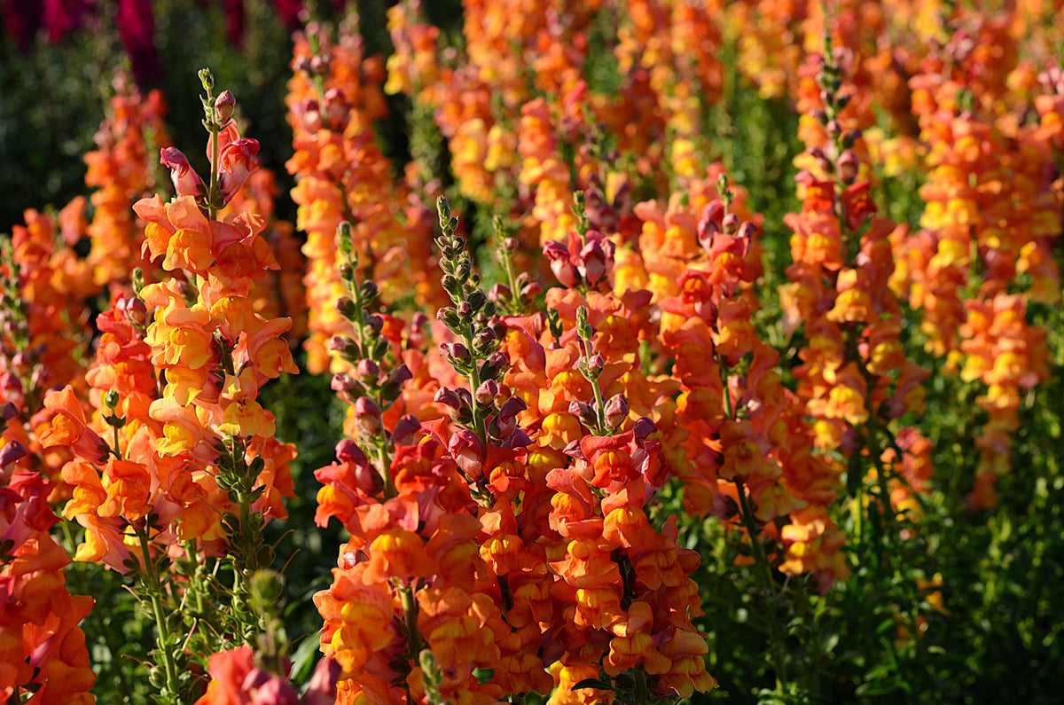 250 ORANGE WONDER SNAPDRAGON Antirrhinum Majus Flower Seeds