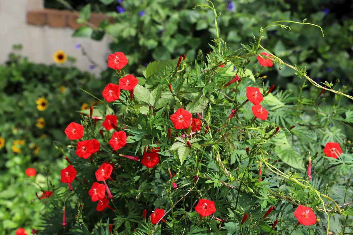 30 CARDINAL CLIMBER VINE Ipomea Quamoclit Red Flower Seeds
