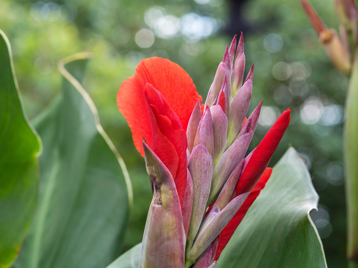 5 RED CANNA LILY Indian Shot Canna Indica Flower Seeds