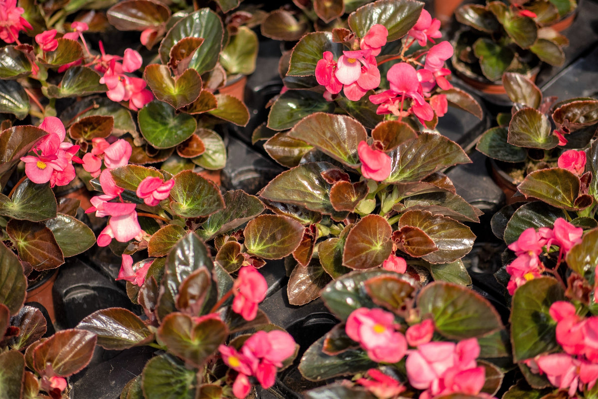 25 WAX MIXED BEGONIA Semperflorens Fibrous Mixed Colors Red Pink White Two Tone Shade Flower Seeds