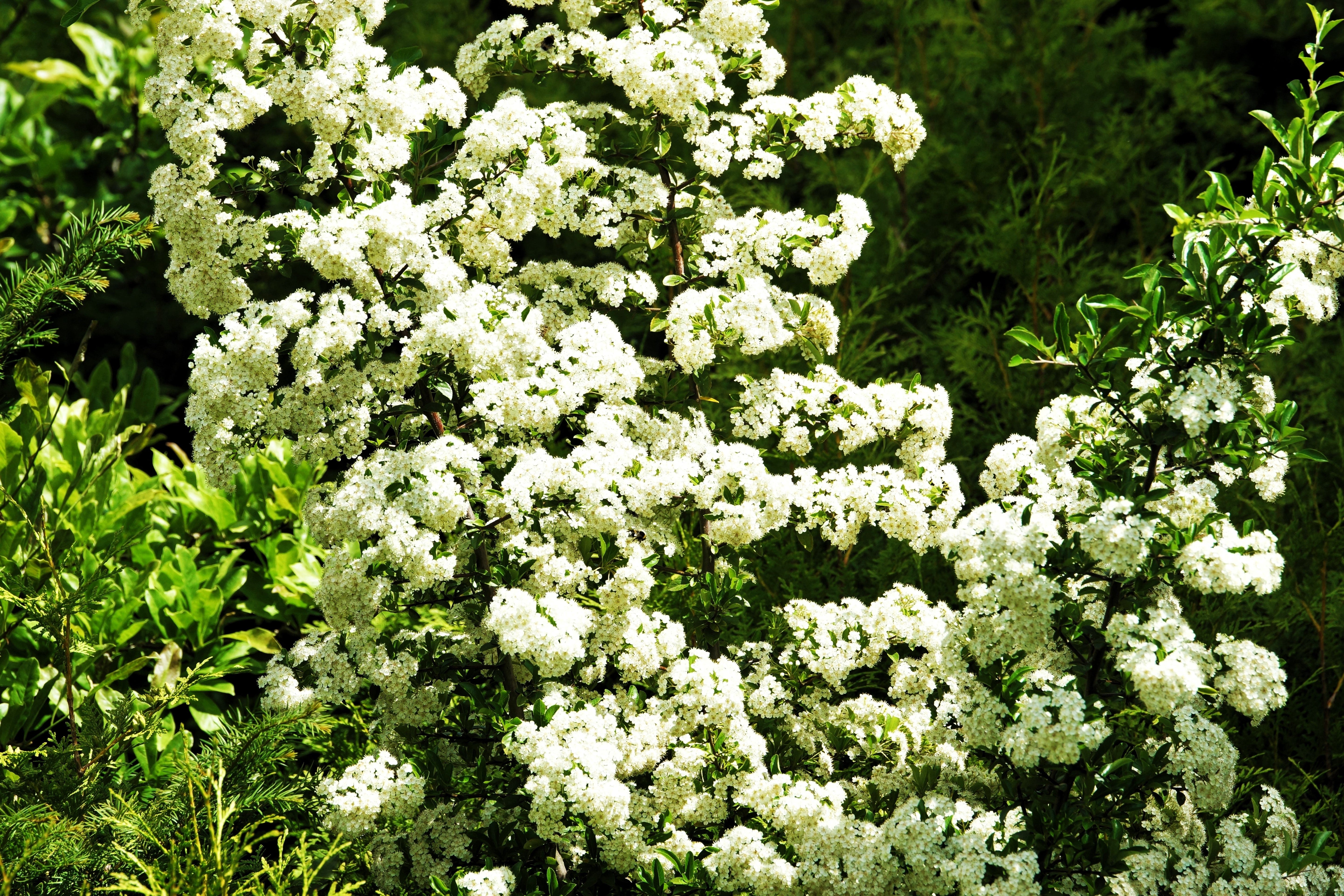 100 SEABERRY Sea Buckthorn Elaeagnus Hippophae Rhamnoides Orange Berry Fruit Shrub Yellow Flower Silver Foliage Seeds