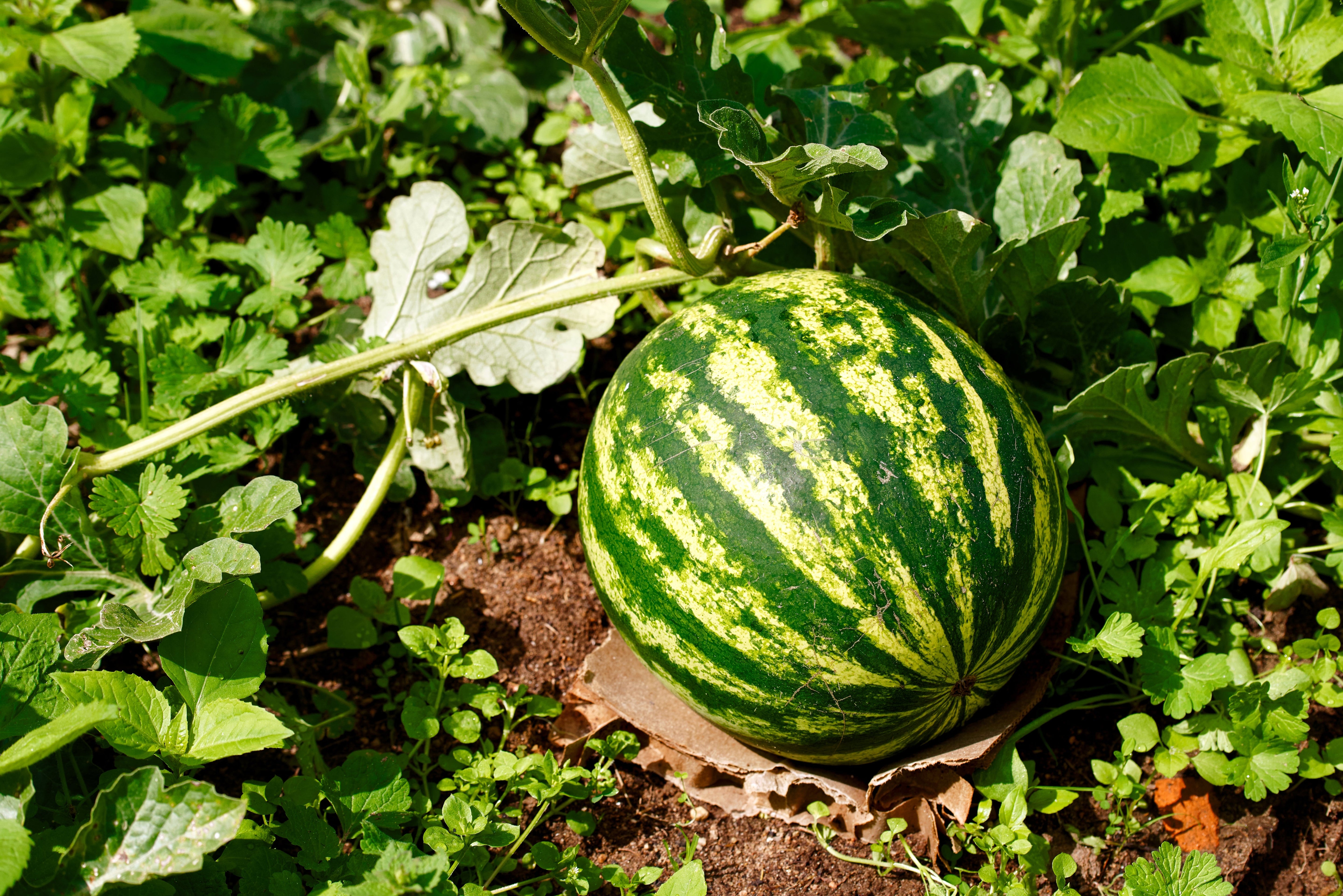 50 Yellow Flesh YELLOW CRIMSON WATERMELON Melon Fruit Vine Seeds