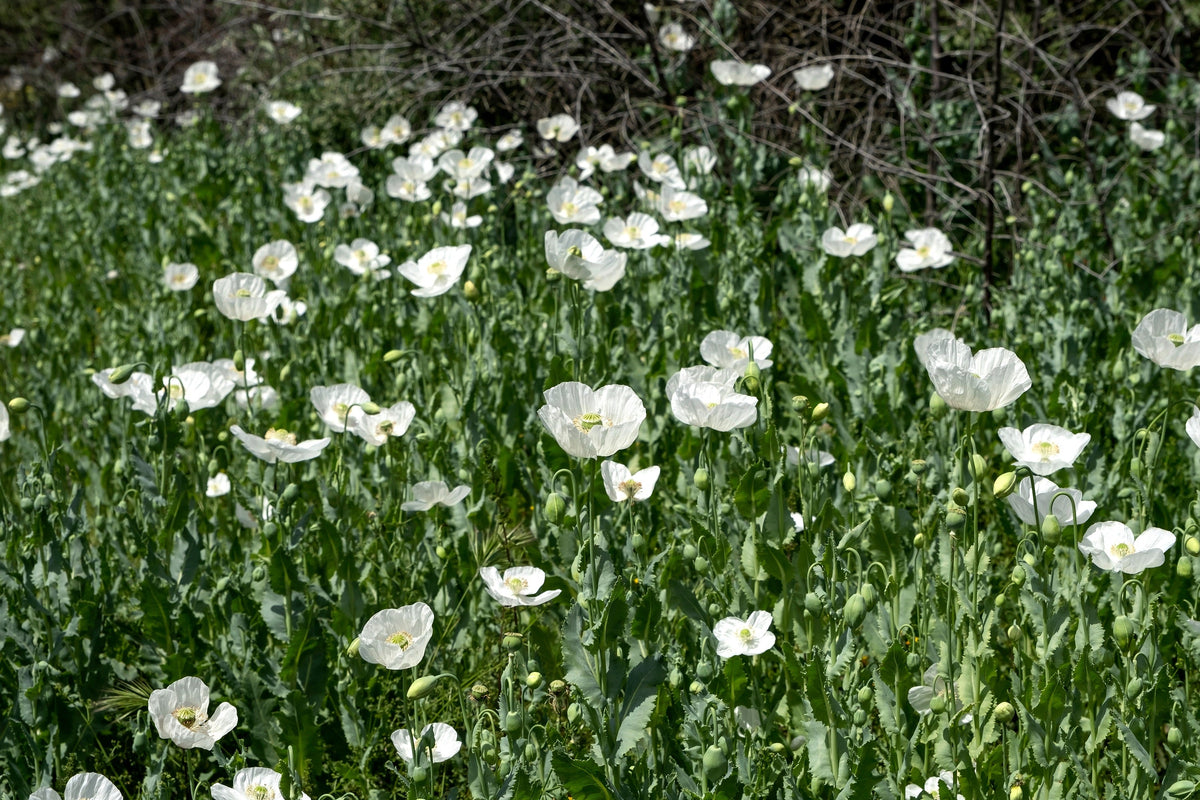 250 PERSIAN WHITE POPPY Papaver Somniferum Flower Seeds