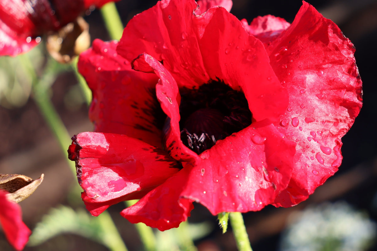 100 BEAUTY Of Livermere ORIENTAL POPPY Papaver Orientale Flower Seeds