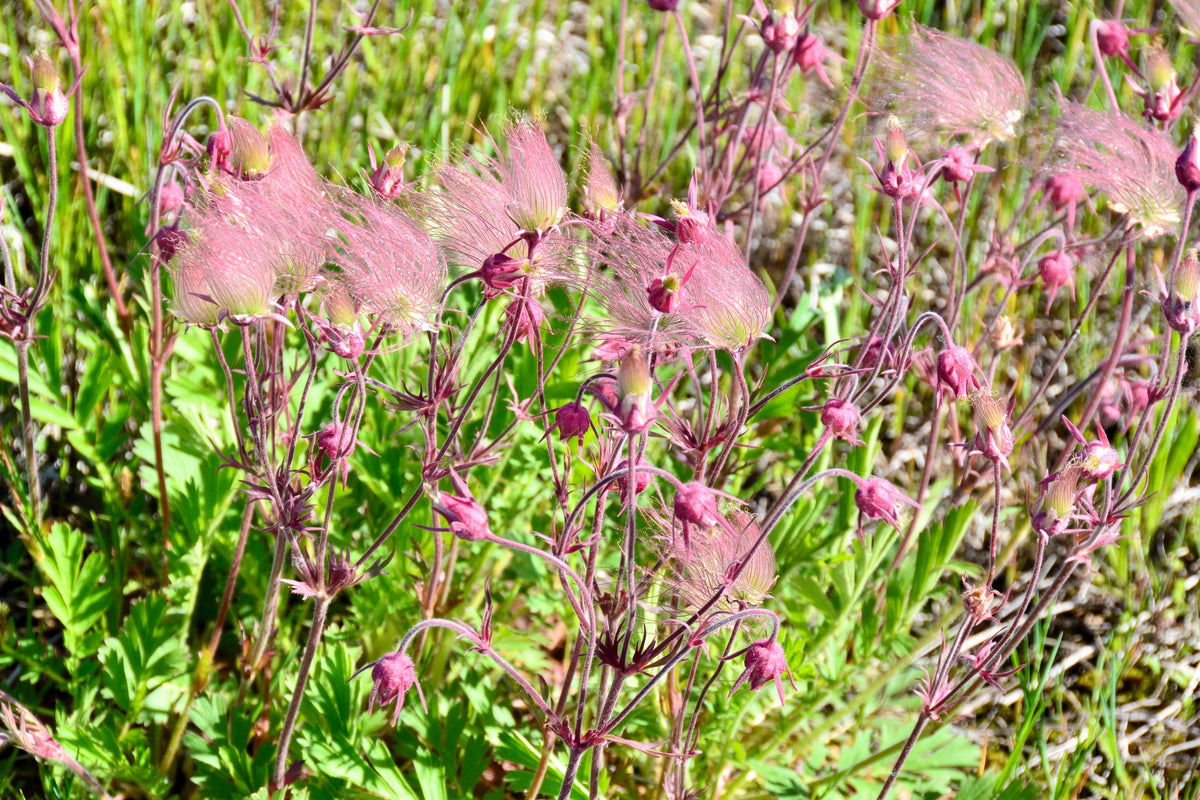 25 PRAIRIE SMOKE Geum Triflorum Purple Prairie Avens Pink Flower Seeds