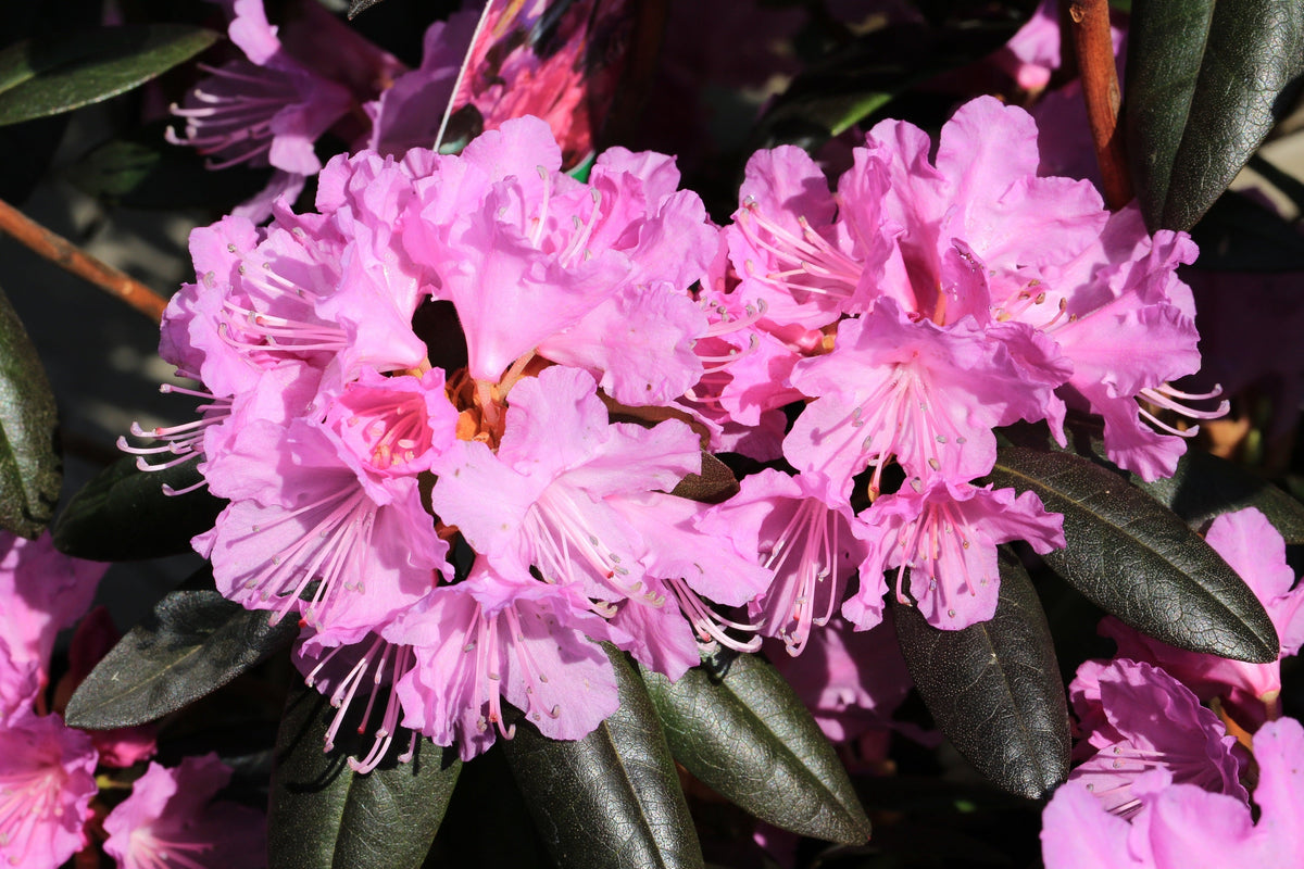 40 CAROLINA RHODODENDRON Carolinianum Dwarf Azalea Pink Purple Flower Shrub Seeds