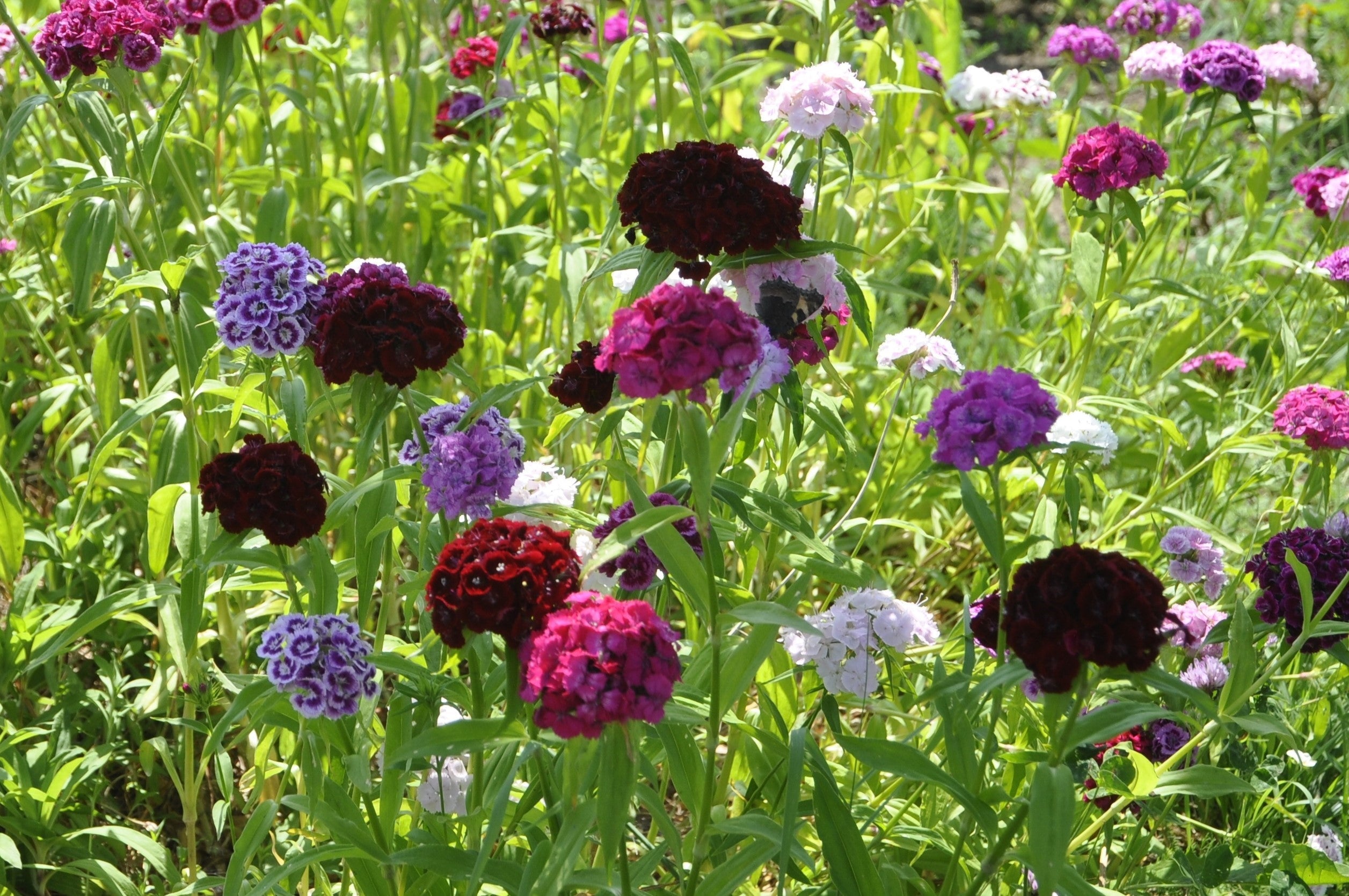 50 BLACK CARNATION King of Blacks Dianthus Caryophyllus Grenadin Double Flower Seeds