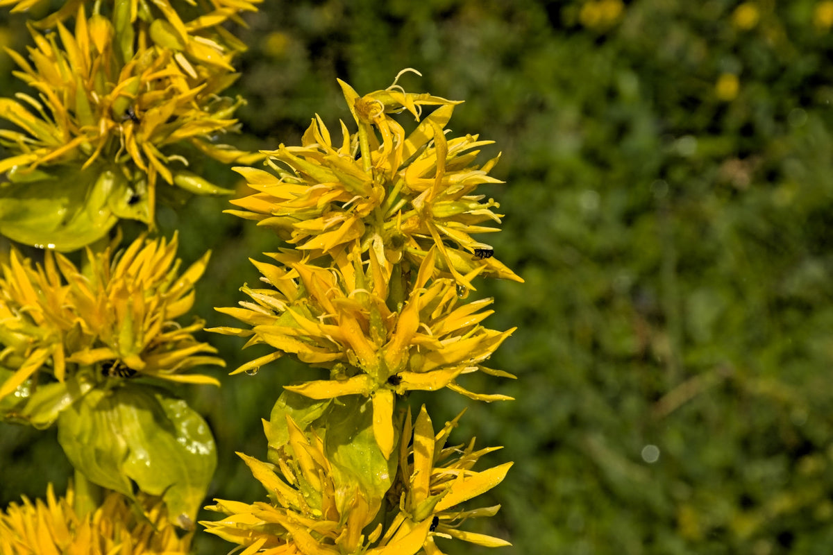 30 GREAT YELLOW GENTIAN Gentiana Lutea Herb Flower Seeds